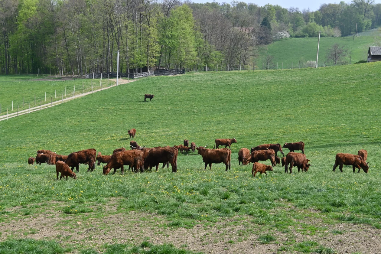 LESKOVEC Grubići (6)