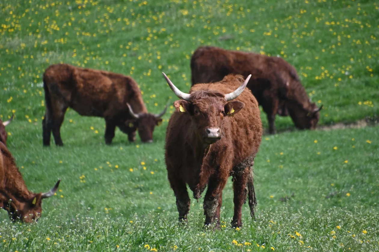 LESKOVEC Grubići (7)