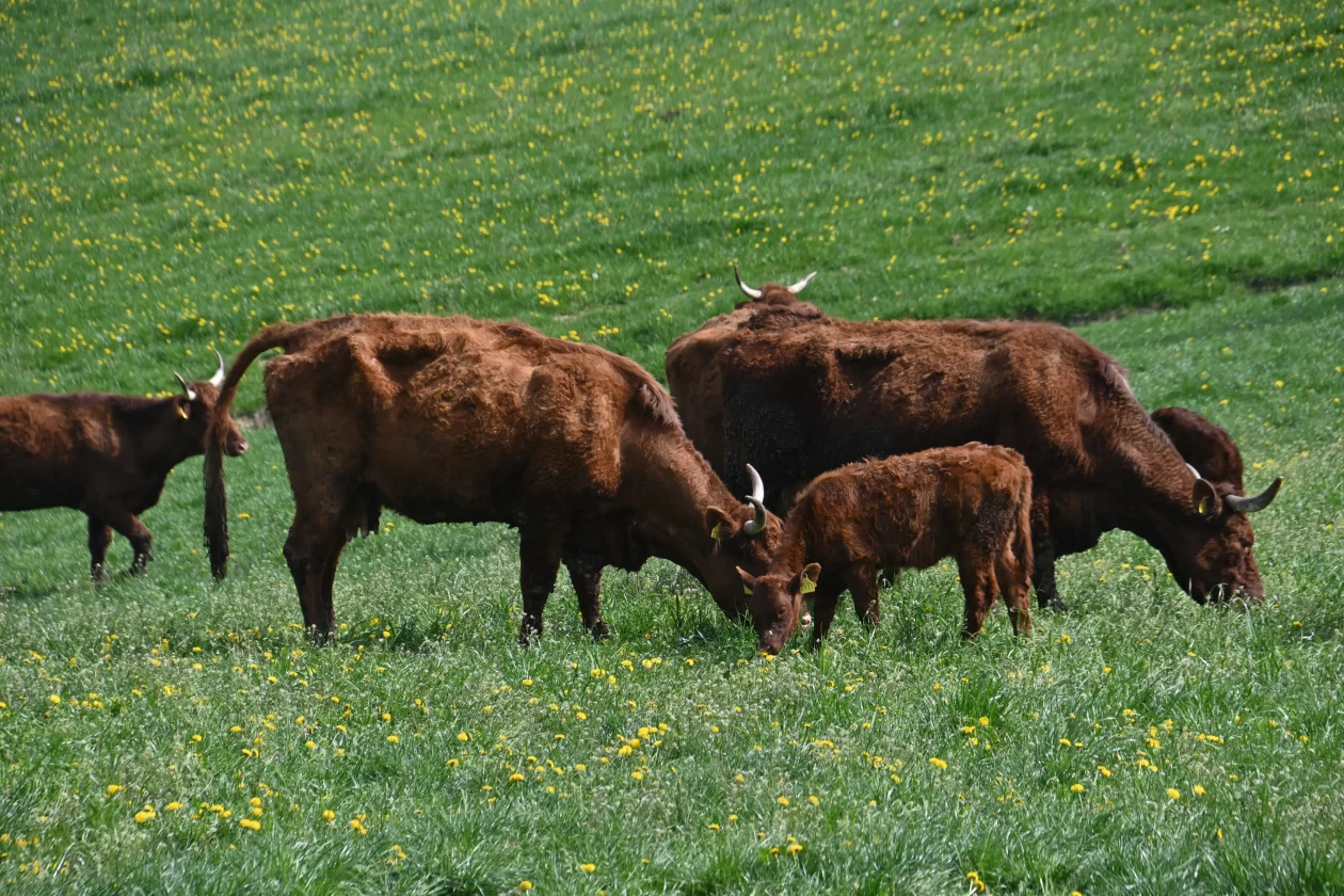 LESKOVEC Grubići (8)
