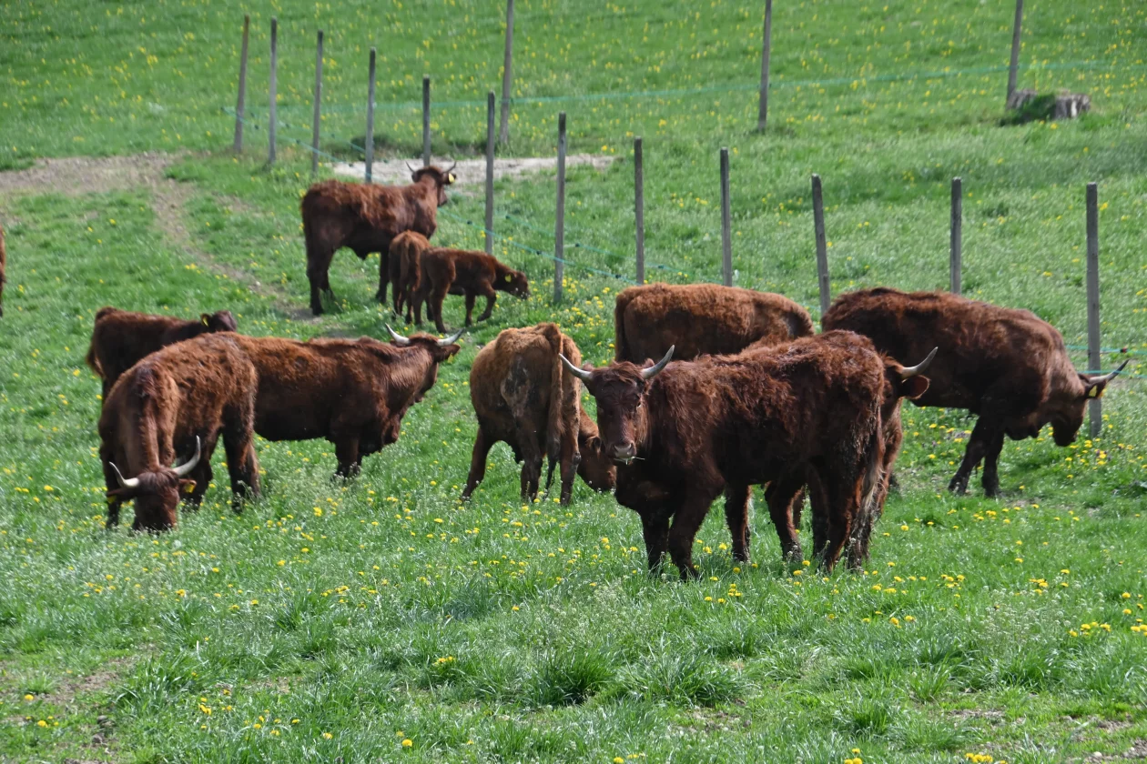 LESKOVEC Grubići (9)