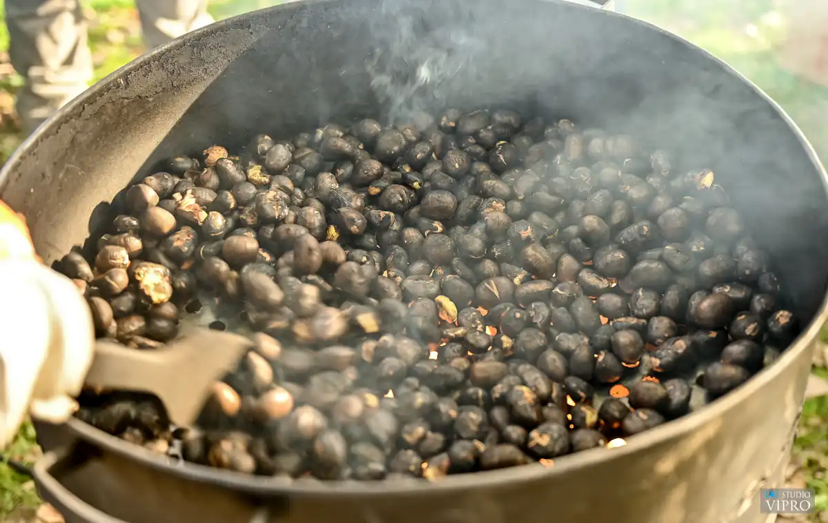 Labud Kestnijada (11) Labud Kestnijada (11)