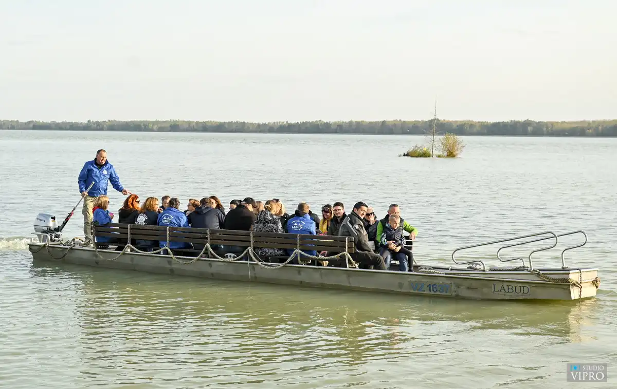 Labud Kestnijada (12) Labud Kestnijada (12)