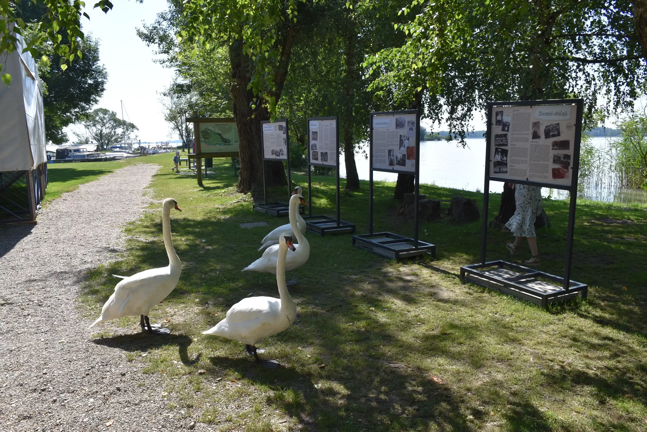 Labudovi na Marini Prelog posjetili izložbu (1)