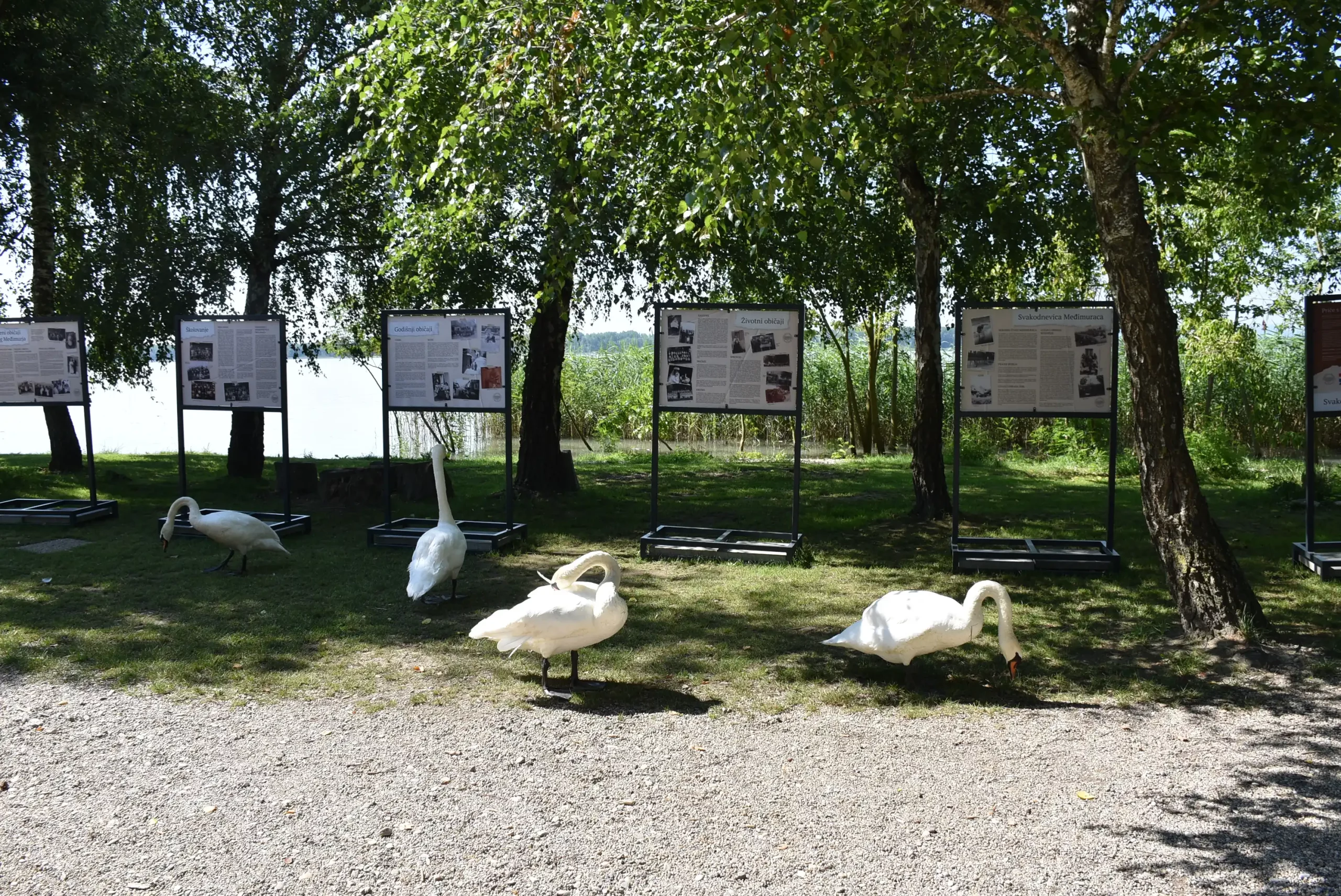 Labudovi na Marini Prelog posjetili izložbu (2)