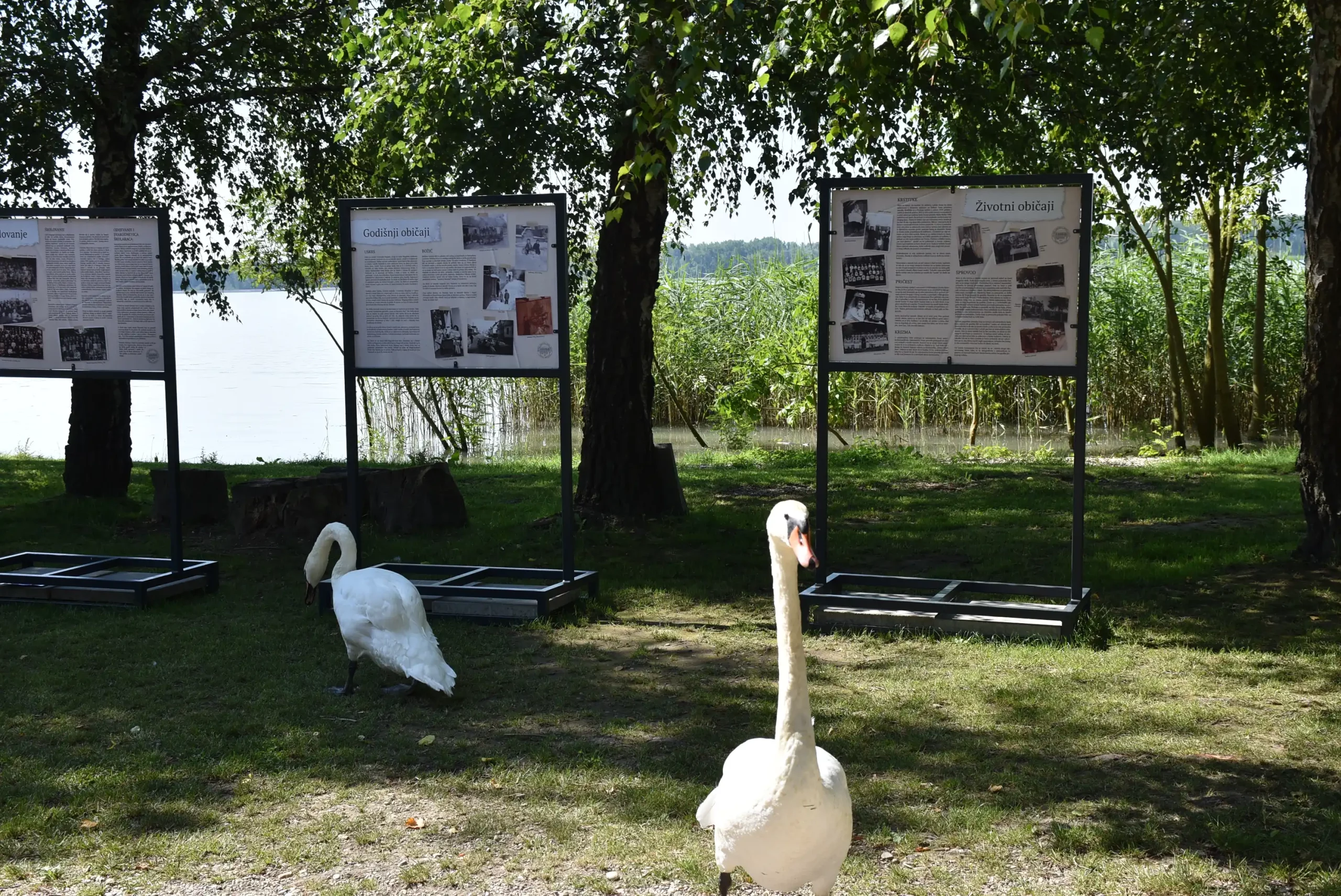 Labudovi na Marini Prelog posjetili izložbu (3)