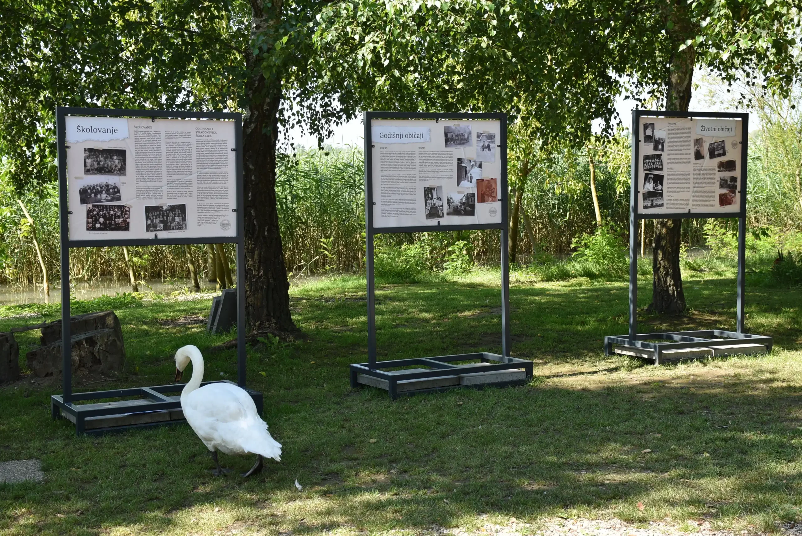 Labudovi na Marini Prelog posjetili izložbu (4)