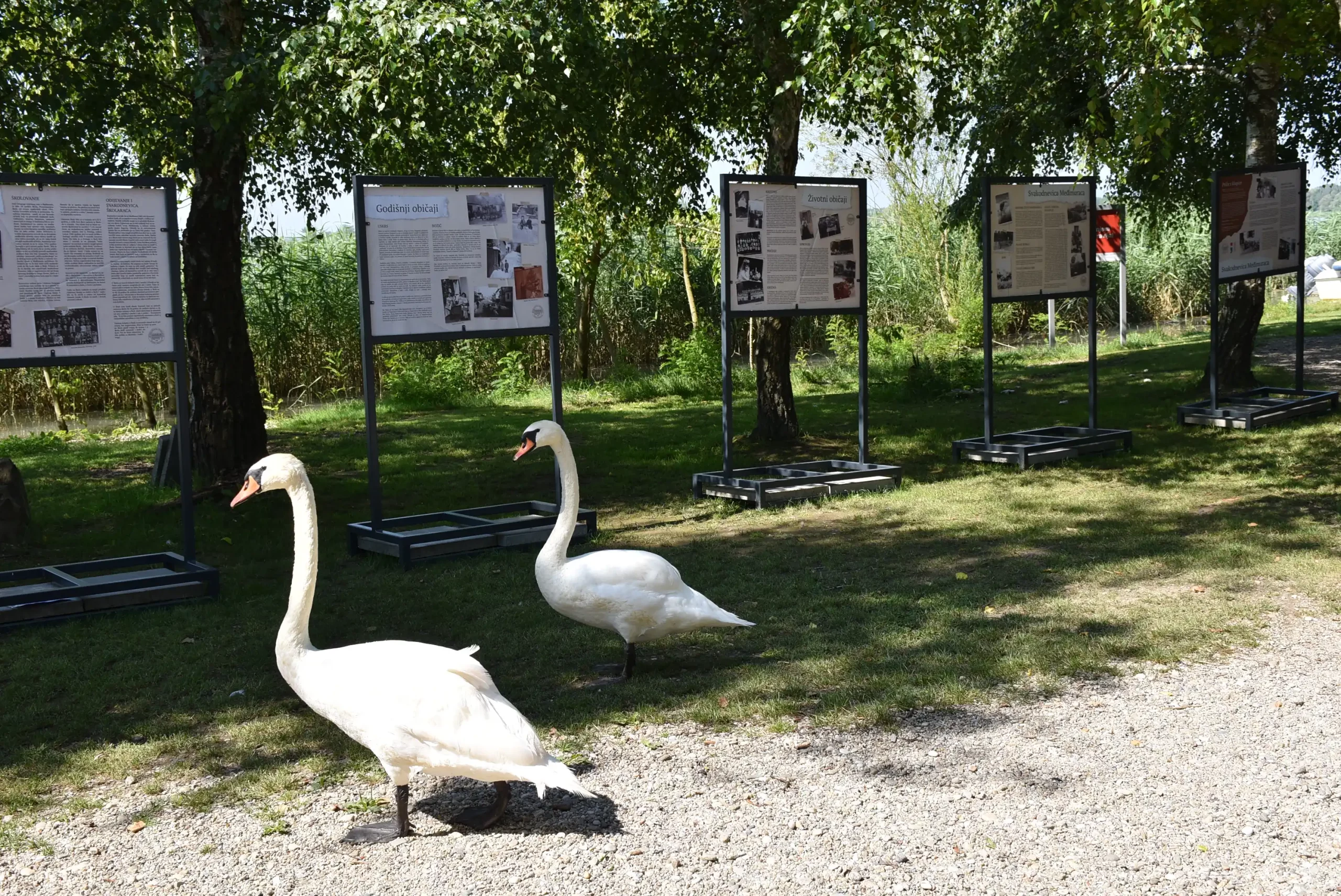 Labudovi na Marini Prelog posjetili izložbu (5)