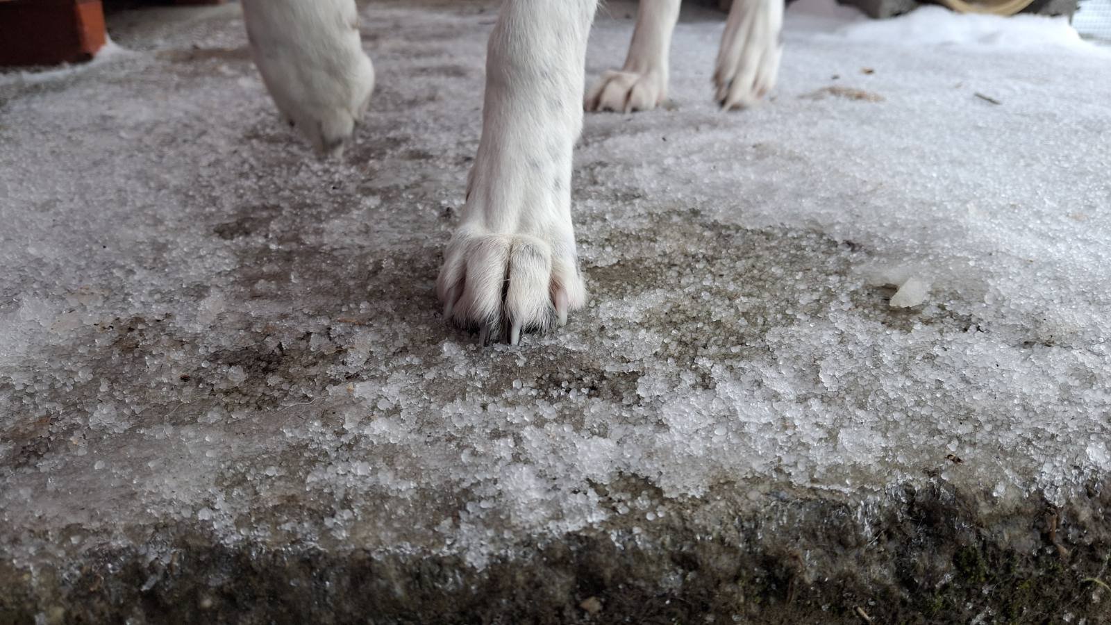 Led, sol, soljenje, ledena kiša, šape, ljubimci