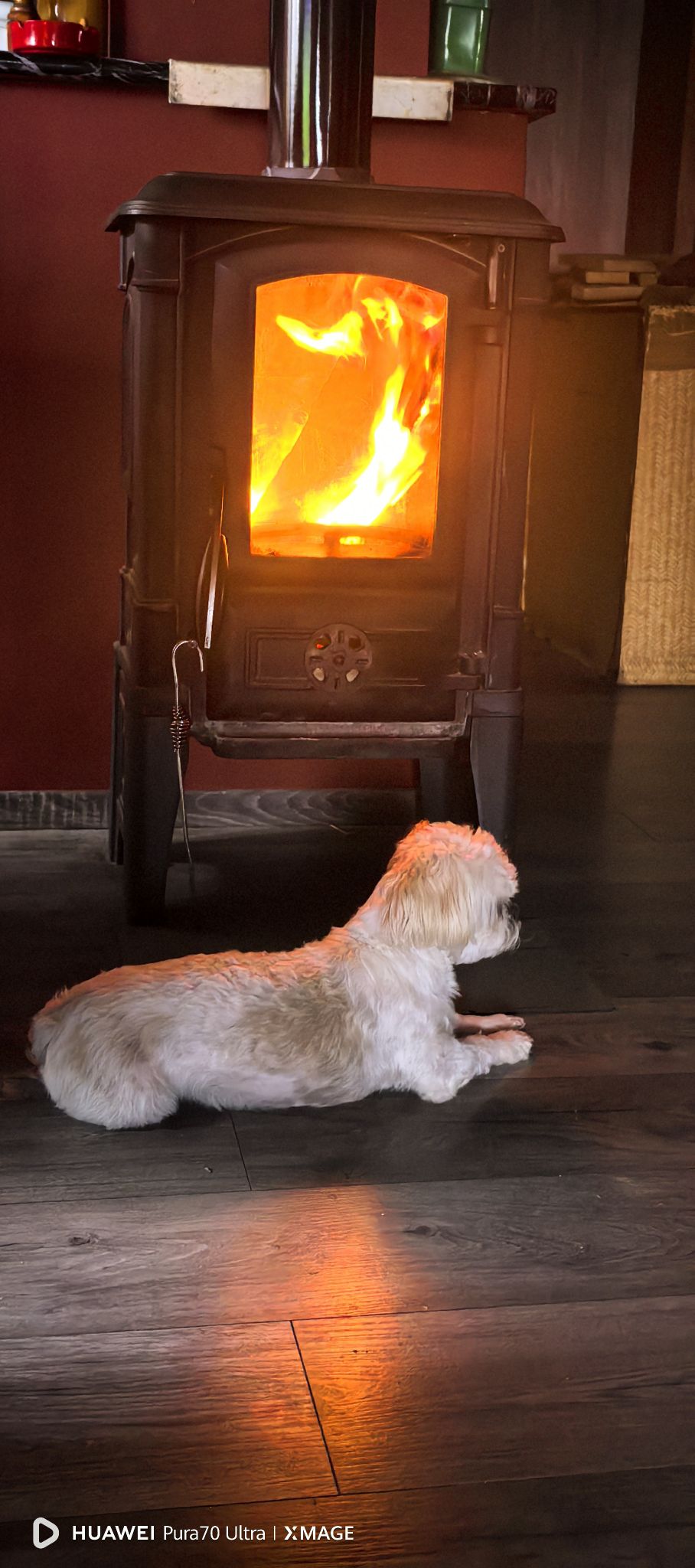 Ljubimci, odmaranje, spavanje, foto (1)