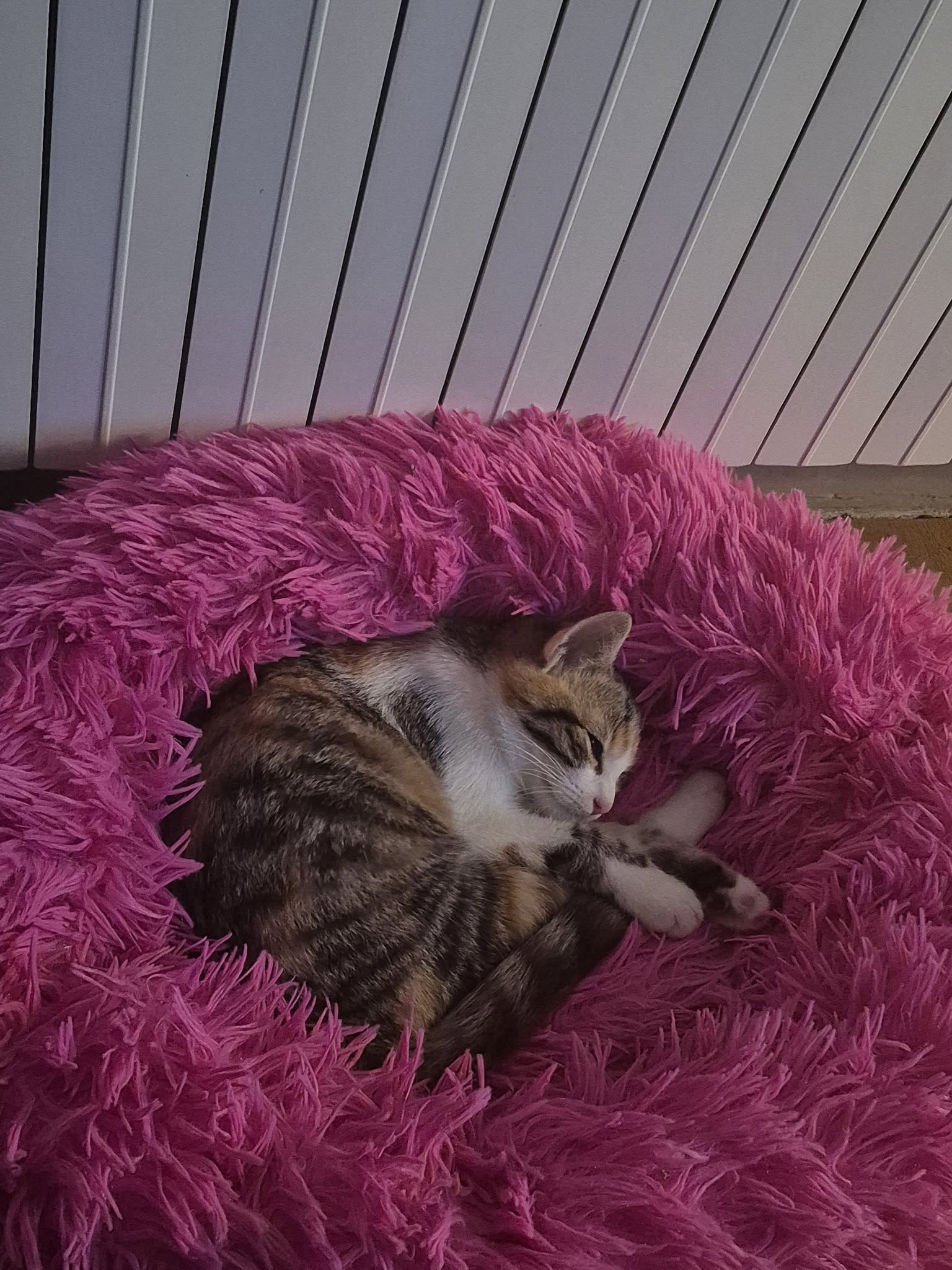 Ljubimci, odmaranje, spavanje, foto (2)