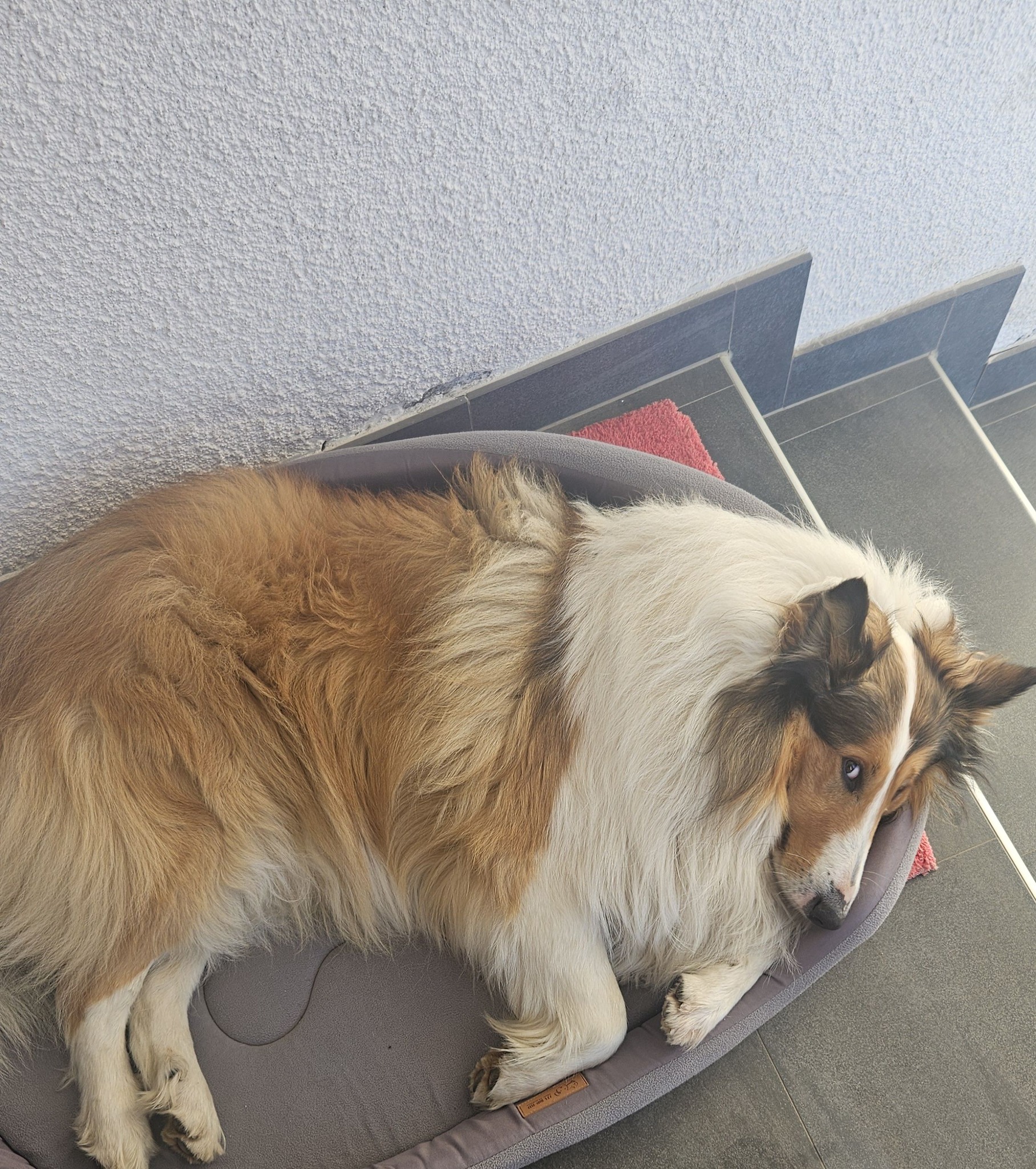 Ljubimci, odmaranje, spavanje, foto (3)