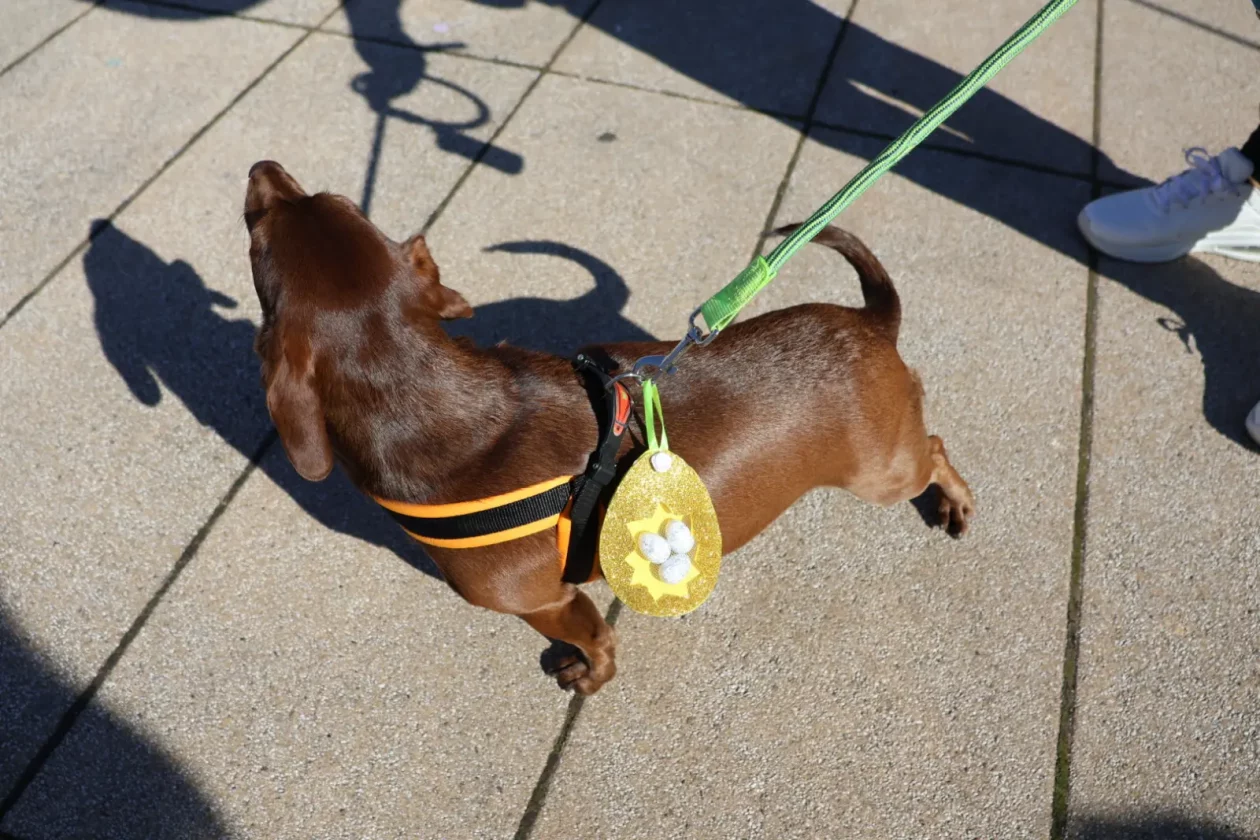 Lov na jaja Uskrs Prelog 2026 (2) Lov na jaja Uskrs Prelog 2026 (2)