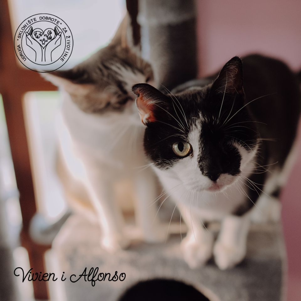 ‘MAČKO KALENDAR’ Udruga Sklonište dobrote prikuplja sredstva za buduće sklonište (1)