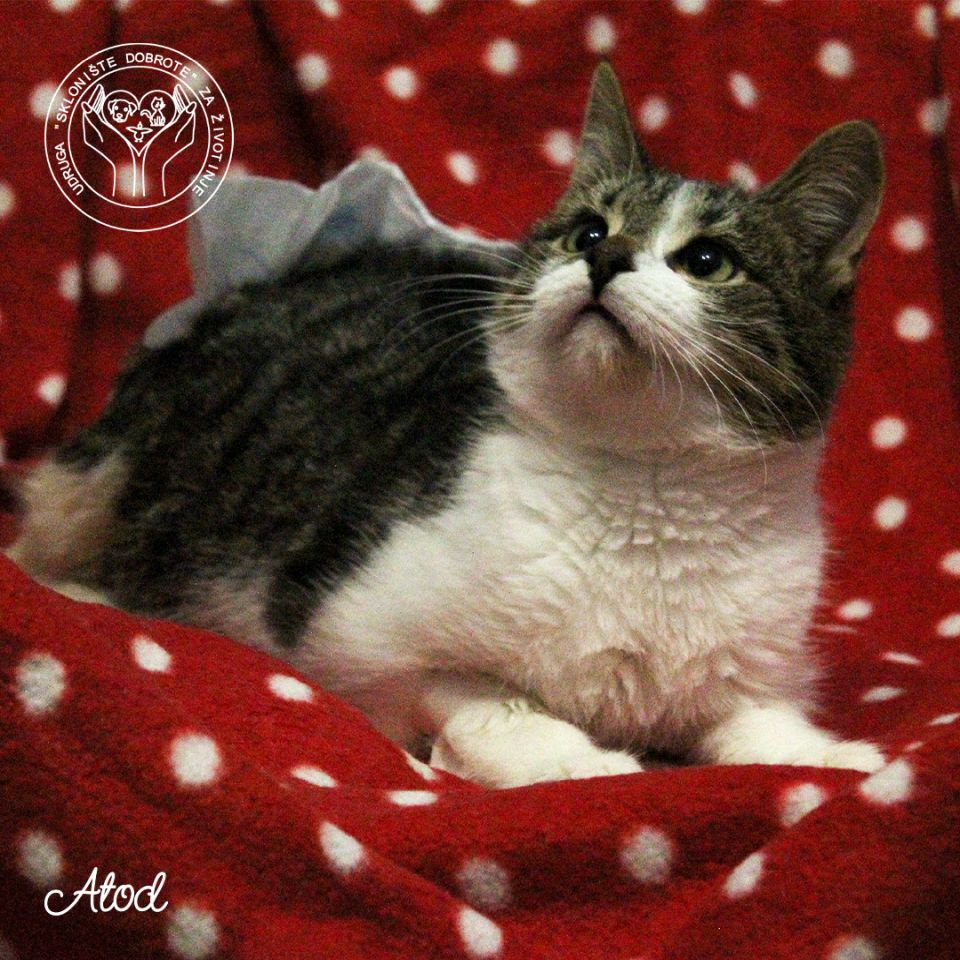 ‘MAČKO KALENDAR’ Udruga Sklonište dobrote prikuplja sredstva za buduće sklonište (2)