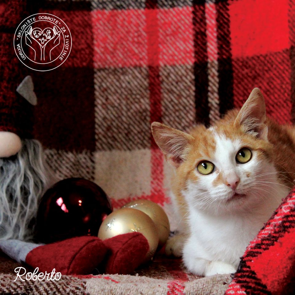 ‘MAČKO KALENDAR’ Udruga Sklonište dobrote prikuplja sredstva za buduće sklonište (3)