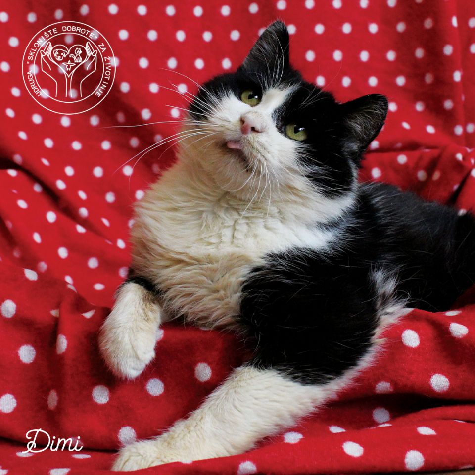 ‘MAČKO KALENDAR’ Udruga Sklonište dobrote prikuplja sredstva za buduće sklonište (4)