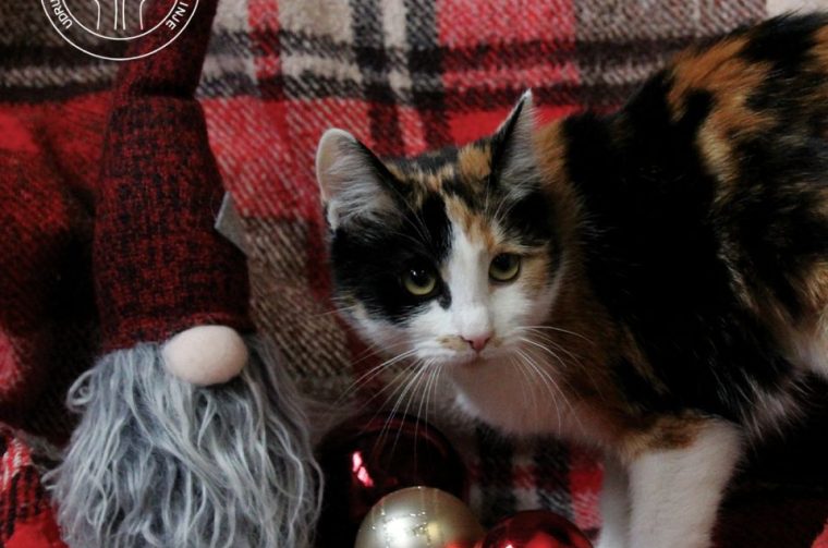 ‘MAČKO KALENDAR’ Udruga Sklonište dobrote prikuplja sredstva za buduće sklonište (5)