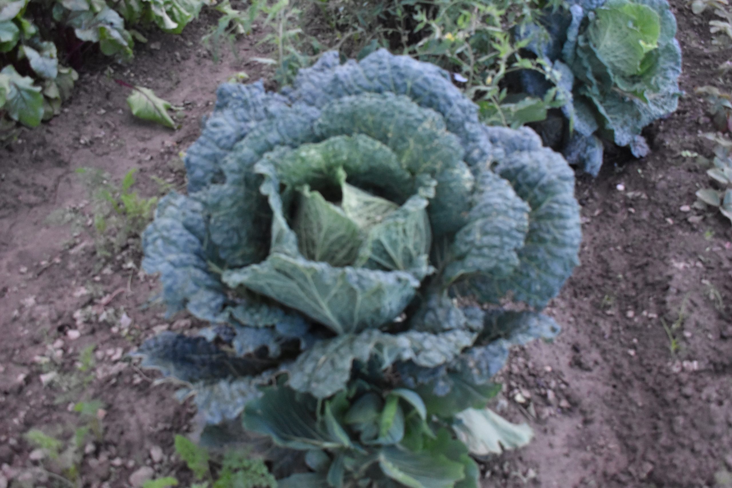 MArija Horvat (4) MArija Horvat (4)