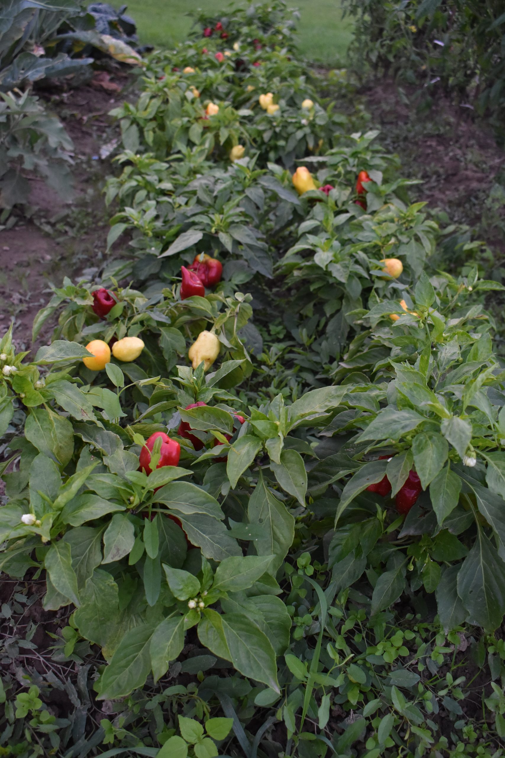 MArija Horvat (5) MArija Horvat (5)