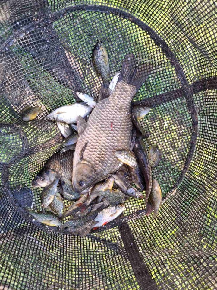 MLADI RIBIČI Održano peto kolo Lige Mladeži 2025. u ribolovu udicom na plovak (4) MLADI RIBIČI Održano peto kolo Lige Mladeži 2025. u ribolovu udicom na plovak (4)