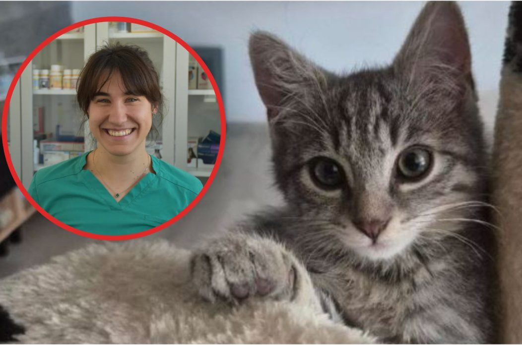 Mačja kuga naslovna