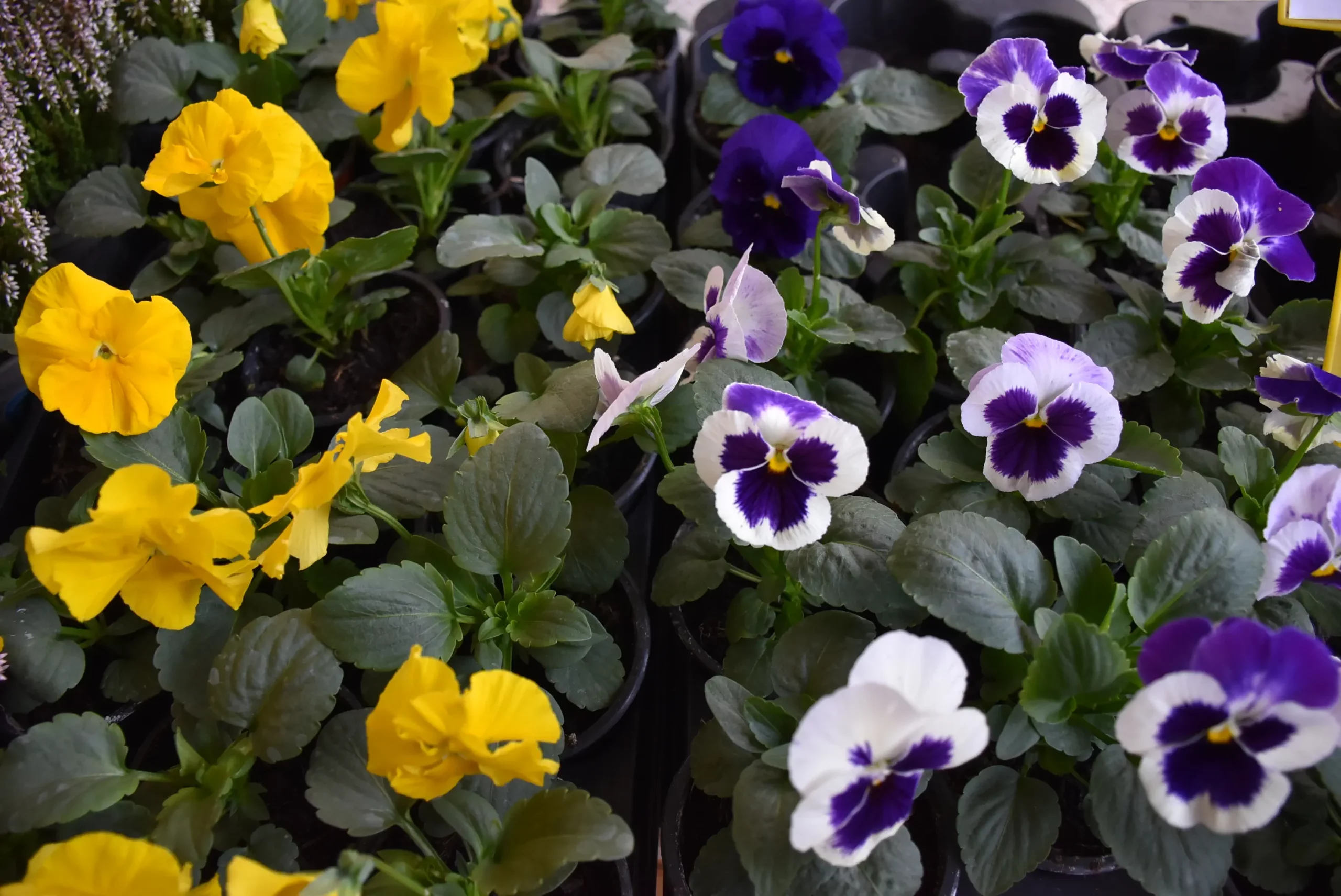 Maćuhice (1) Maćuhice (1)