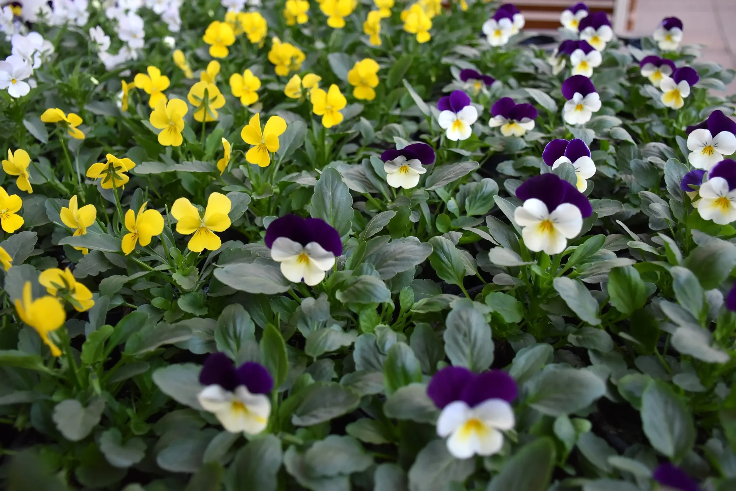 Maćuhice (2) Maćuhice (2)