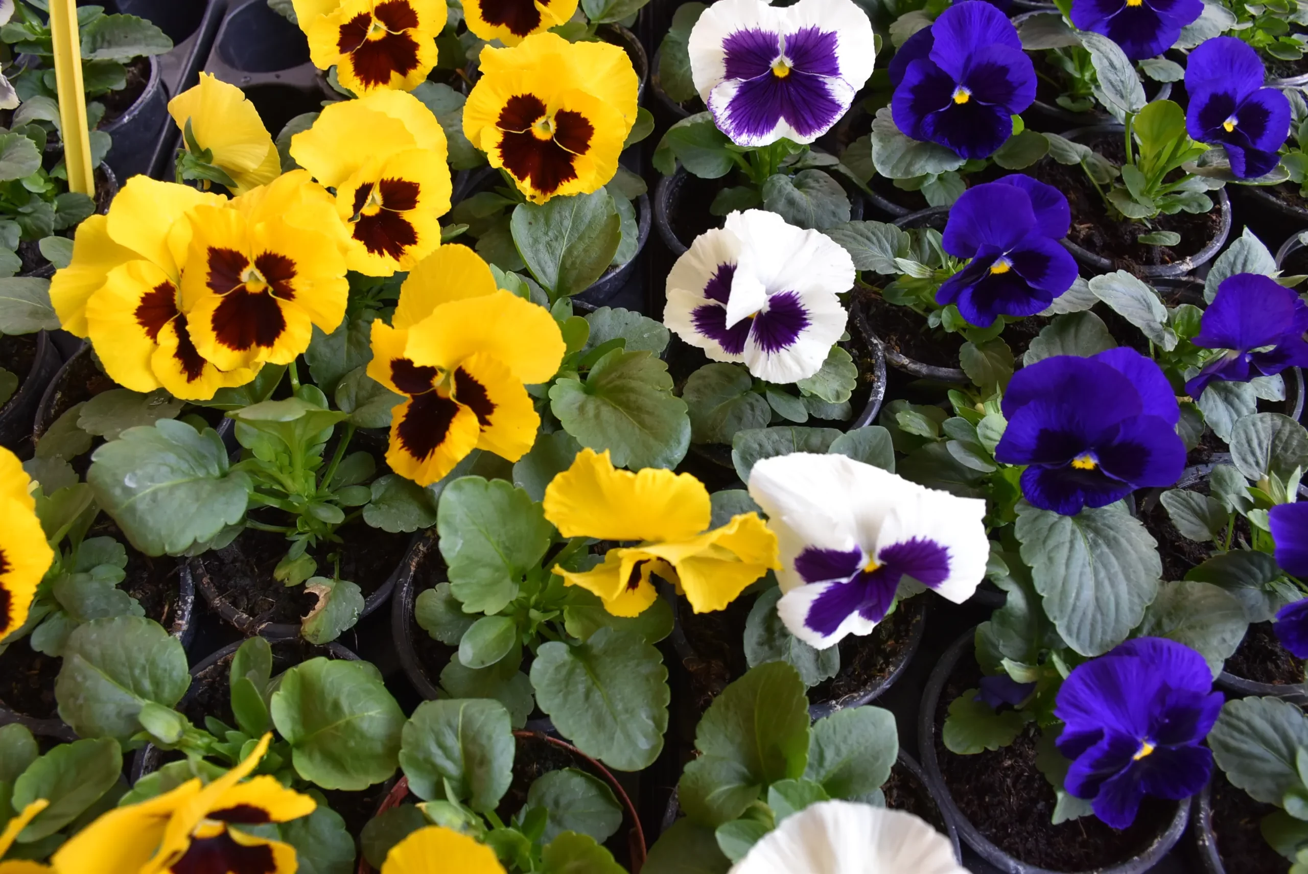 Maćuhice (3) Maćuhice (3)