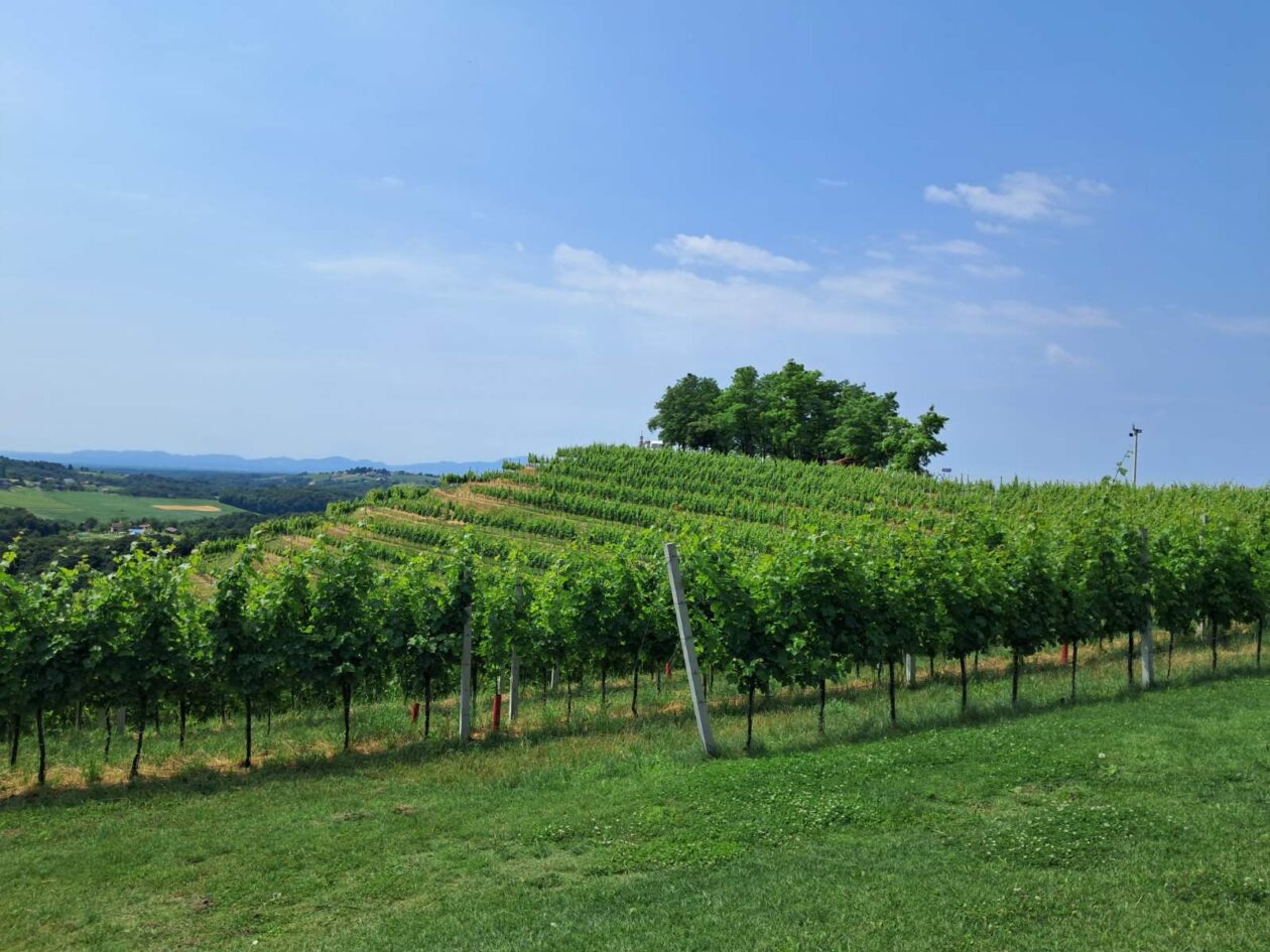 Mađerkin breg, vidikovac (13)