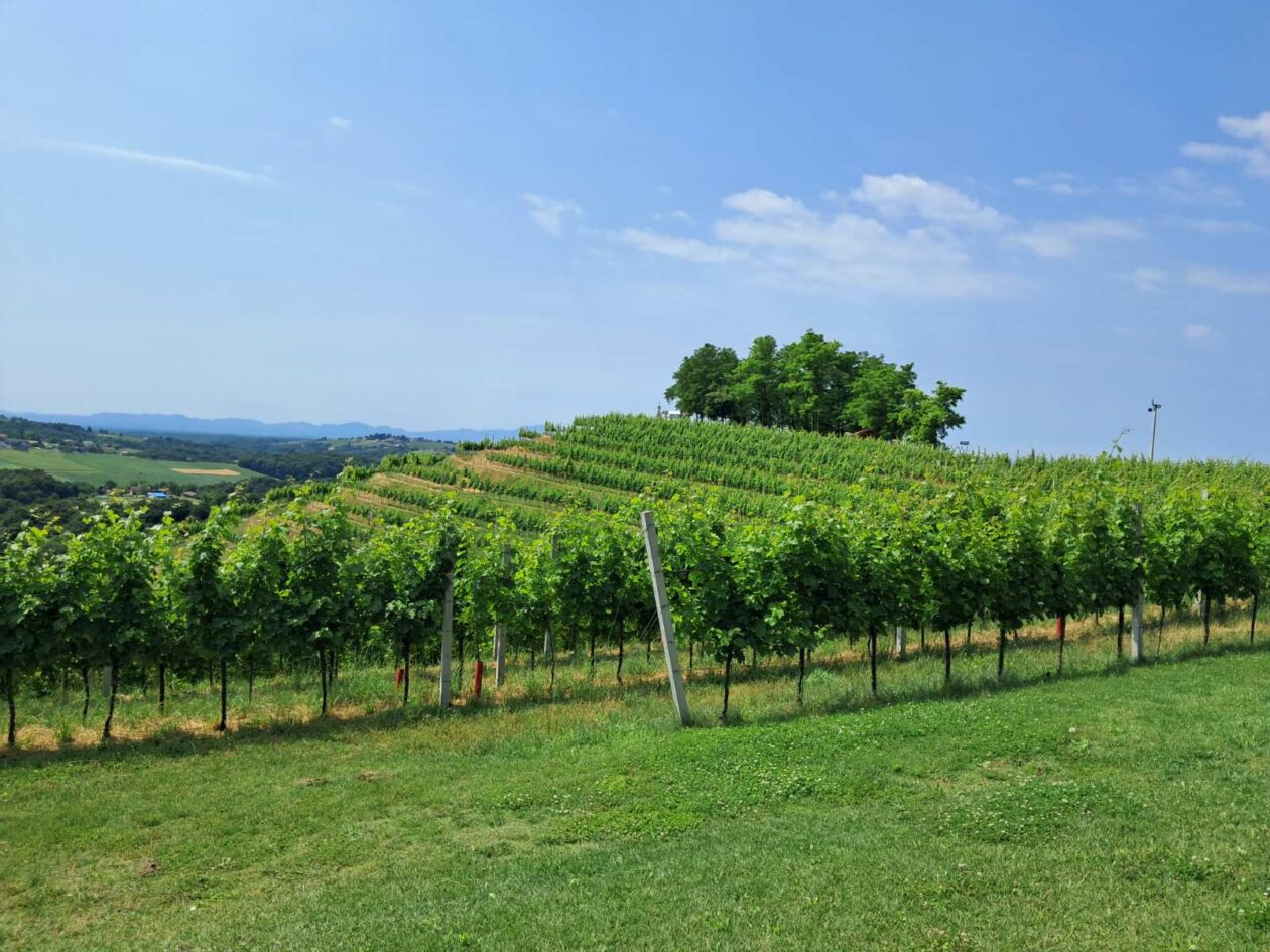 Mađerkin breg, vidikovac (8)