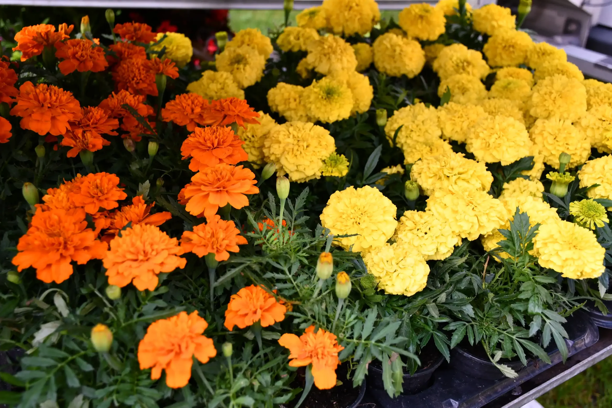 Maja Zelenić – cvijeće (1) Maja Zelenić – cvijeće (1)