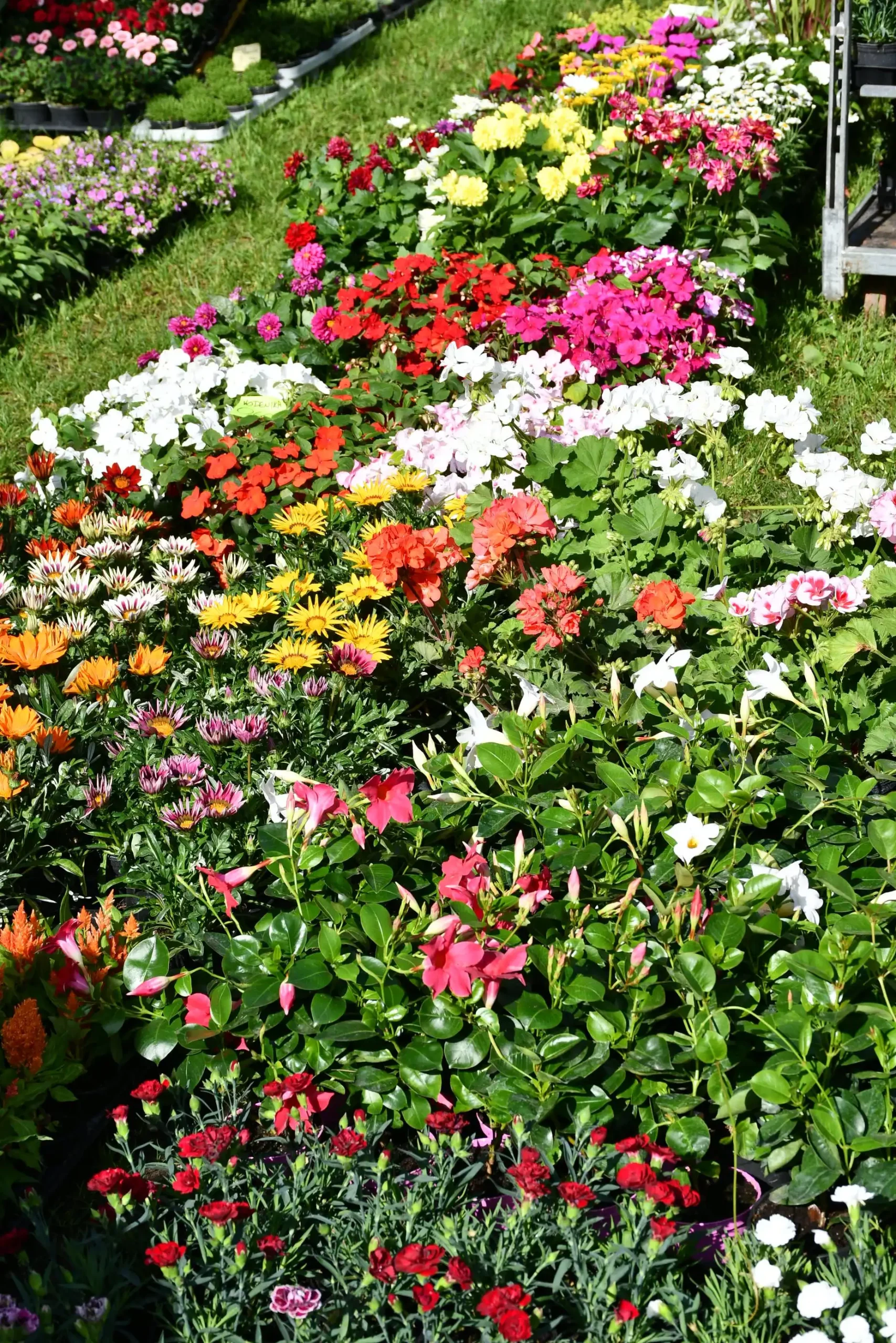 Maja Zelenić – cvijeće (3) Maja Zelenić – cvijeće (3)