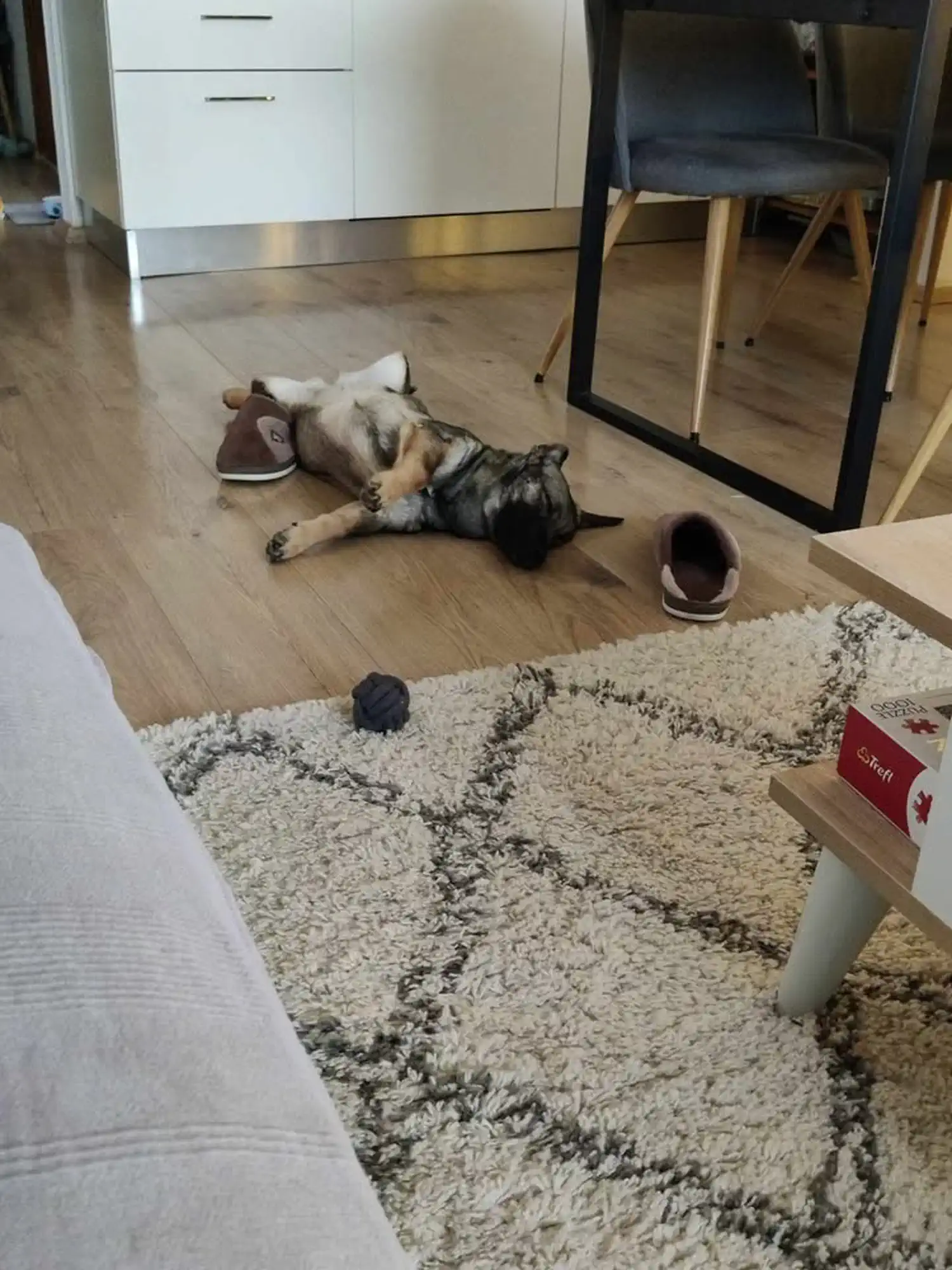 Mala Ančica iz skloništa dobila je novo ime i novi dom – postala je Varaždinka! (1) Mala Ančica iz skloništa dobila je novo ime i novi dom – postala je Varaždinka! (1)