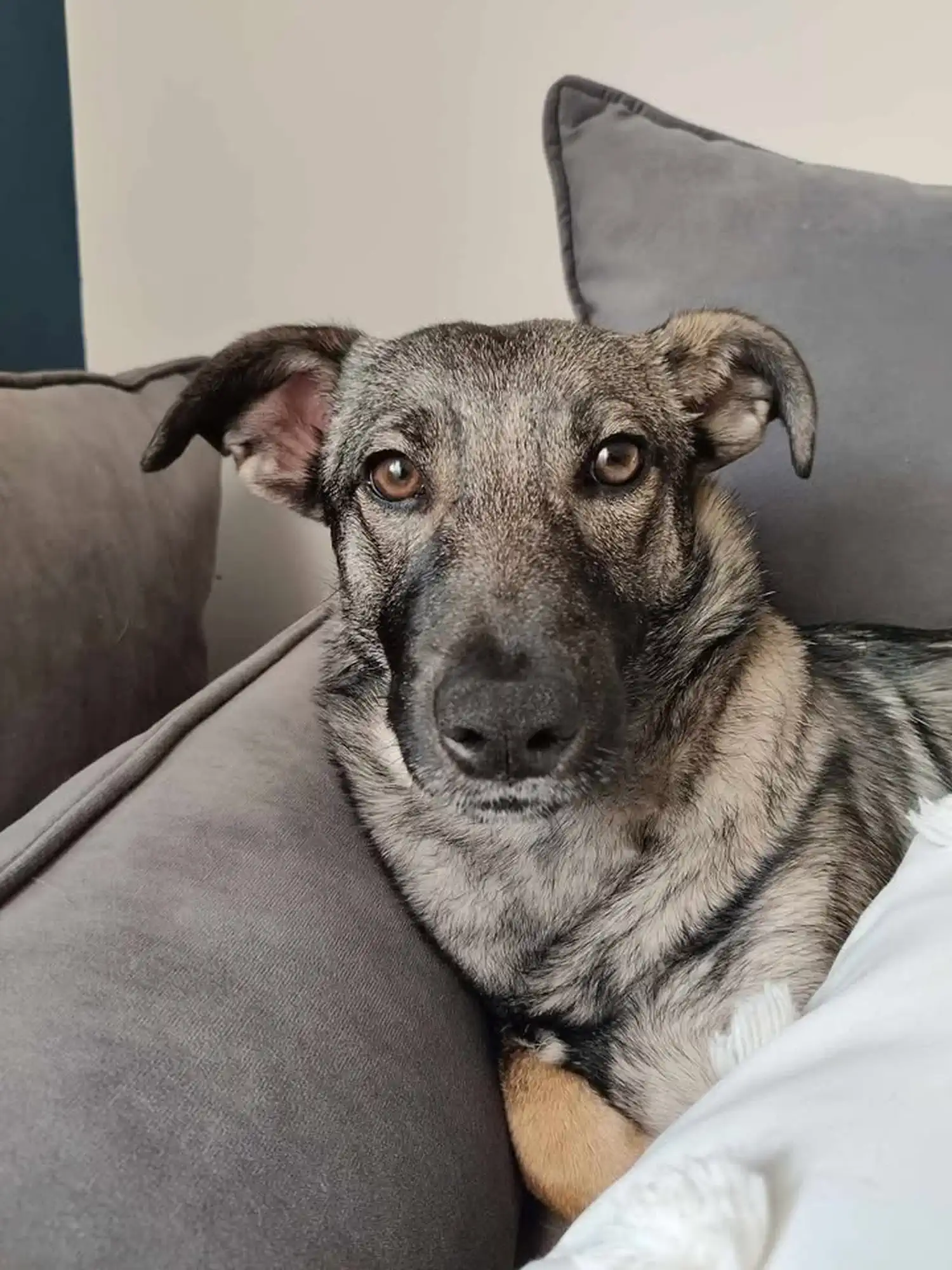 Mala Ančica iz skloništa dobila je novo ime i novi dom – postala je Varaždinka! (2) Mala Ančica iz skloništa dobila je novo ime i novi dom – postala je Varaždinka! (2)