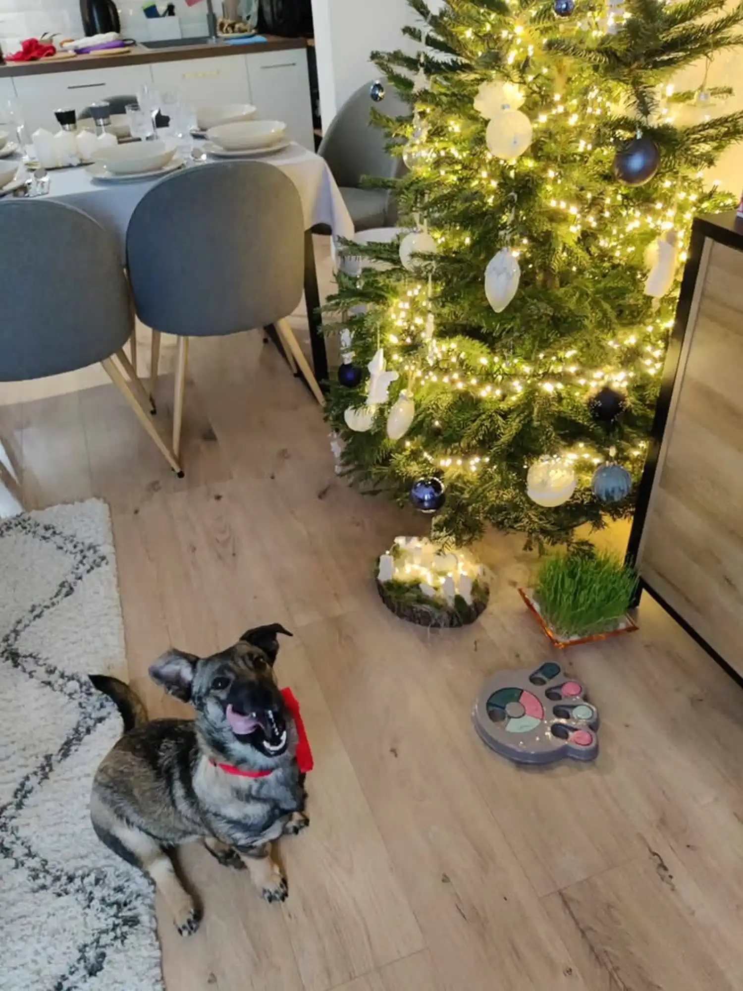 Mala Ančica iz skloništa dobila je novo ime i novi dom – postala je Varaždinka! (3) Mala Ančica iz skloništa dobila je novo ime i novi dom – postala je Varaždinka! (3)