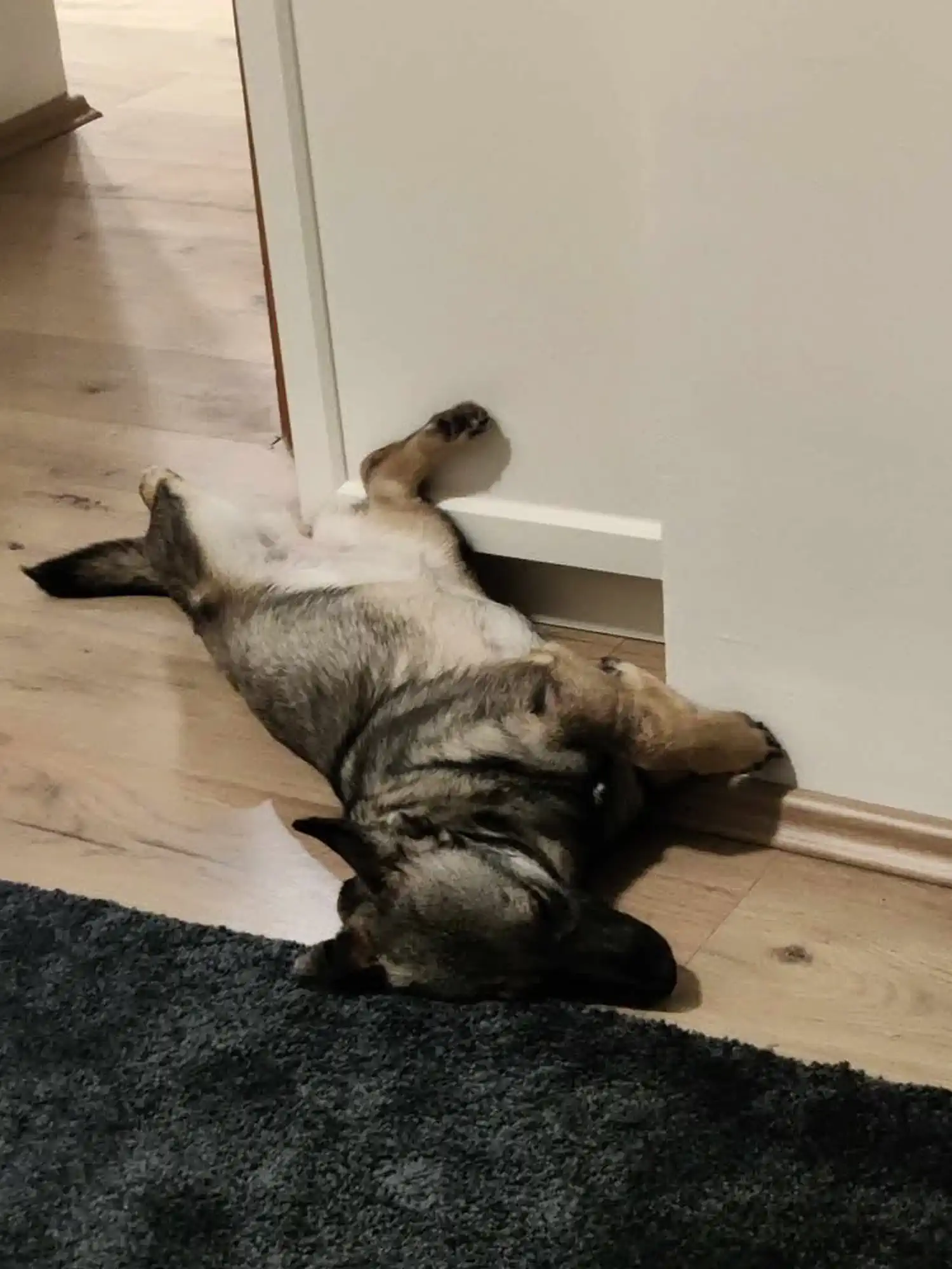 Mala Ančica iz skloništa dobila je novo ime i novi dom – postala je Varaždinka! (4) Mala Ančica iz skloništa dobila je novo ime i novi dom – postala je Varaždinka! (4)