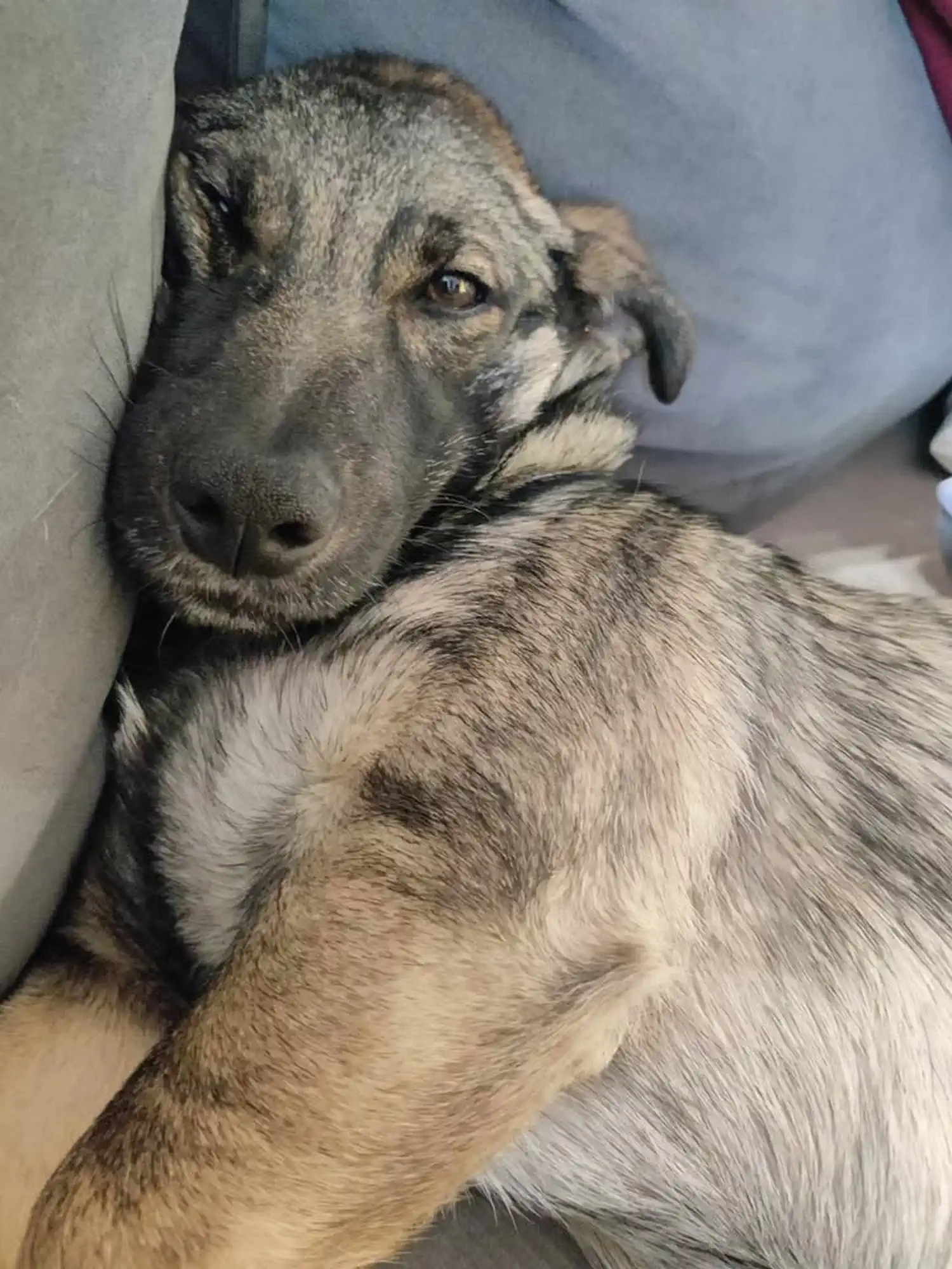 Mala Ančica iz skloništa dobila je novo ime i novi dom – postala je Varaždinka! (5) Mala Ančica iz skloništa dobila je novo ime i novi dom – postala je Varaždinka! (5)