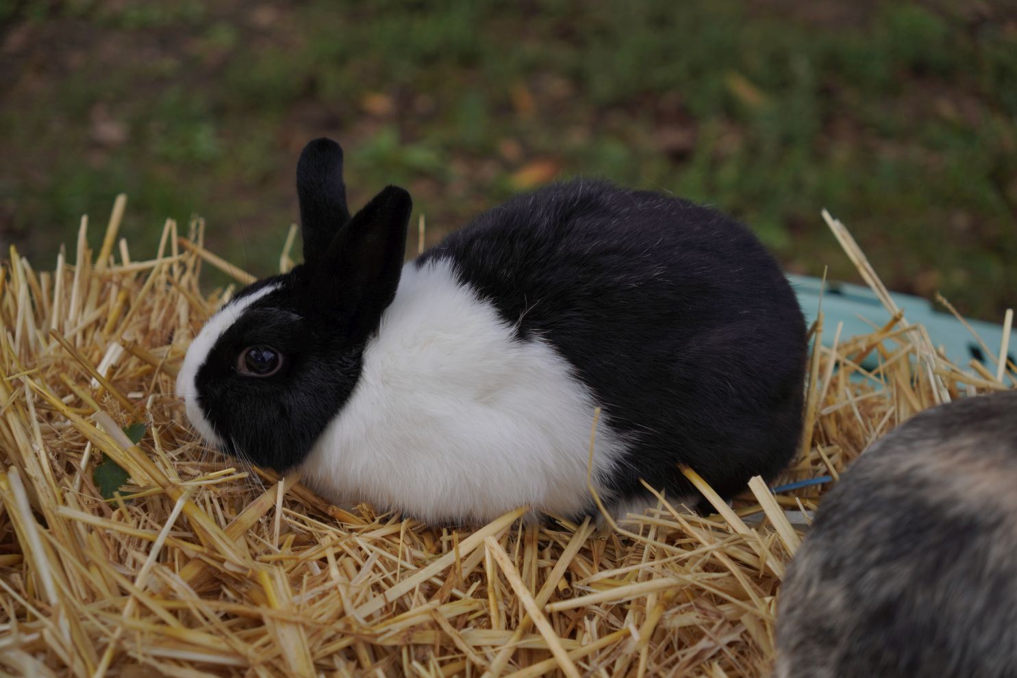 Male životinje (10)