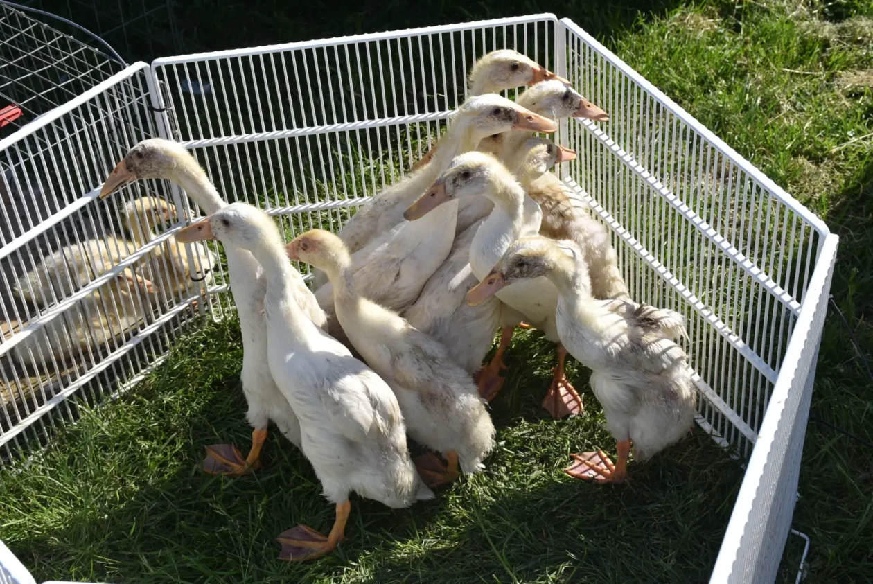 Male životinje, Mesap, Nedelišće (1)