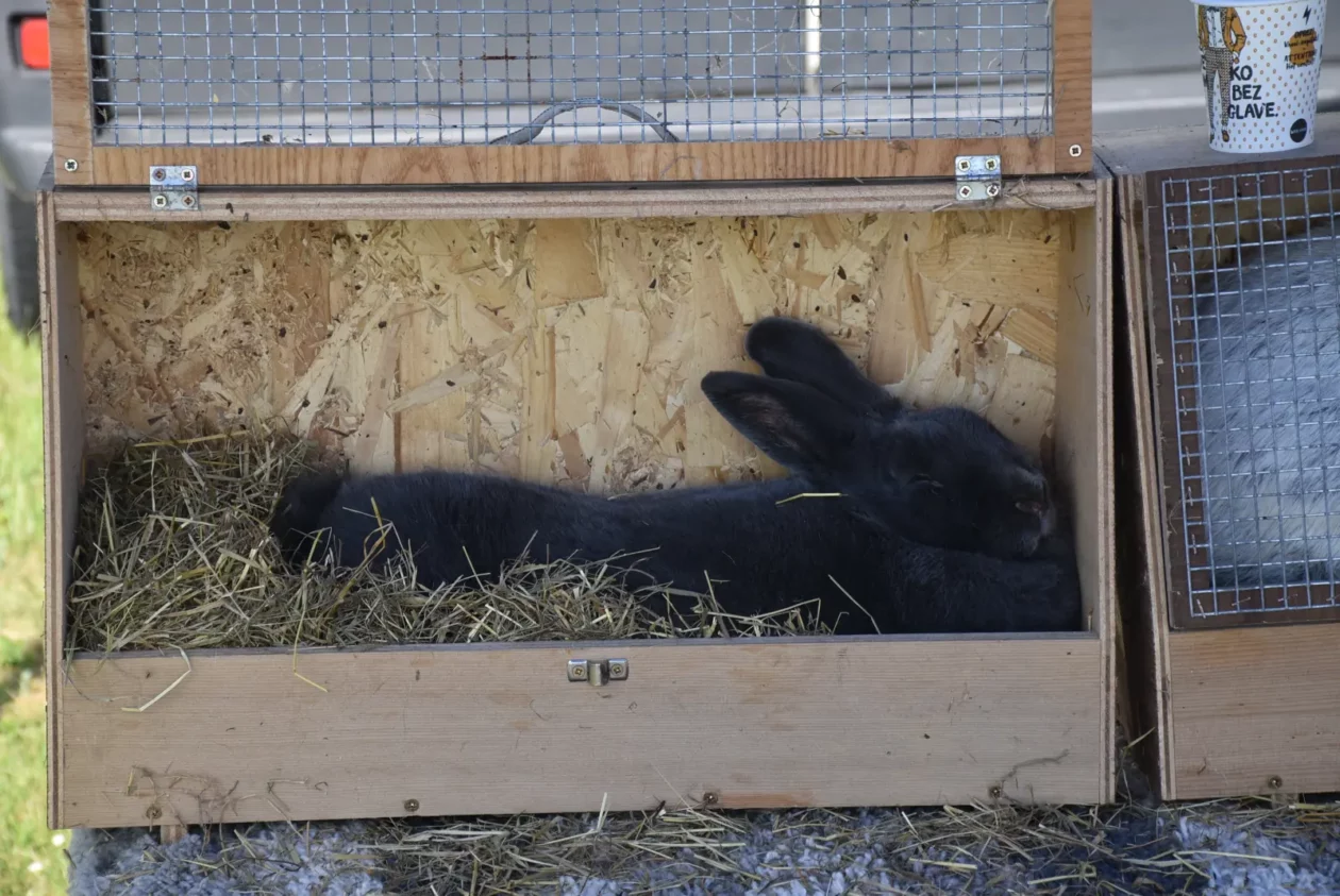 Male životinje, Mesap, Nedelišće (11)