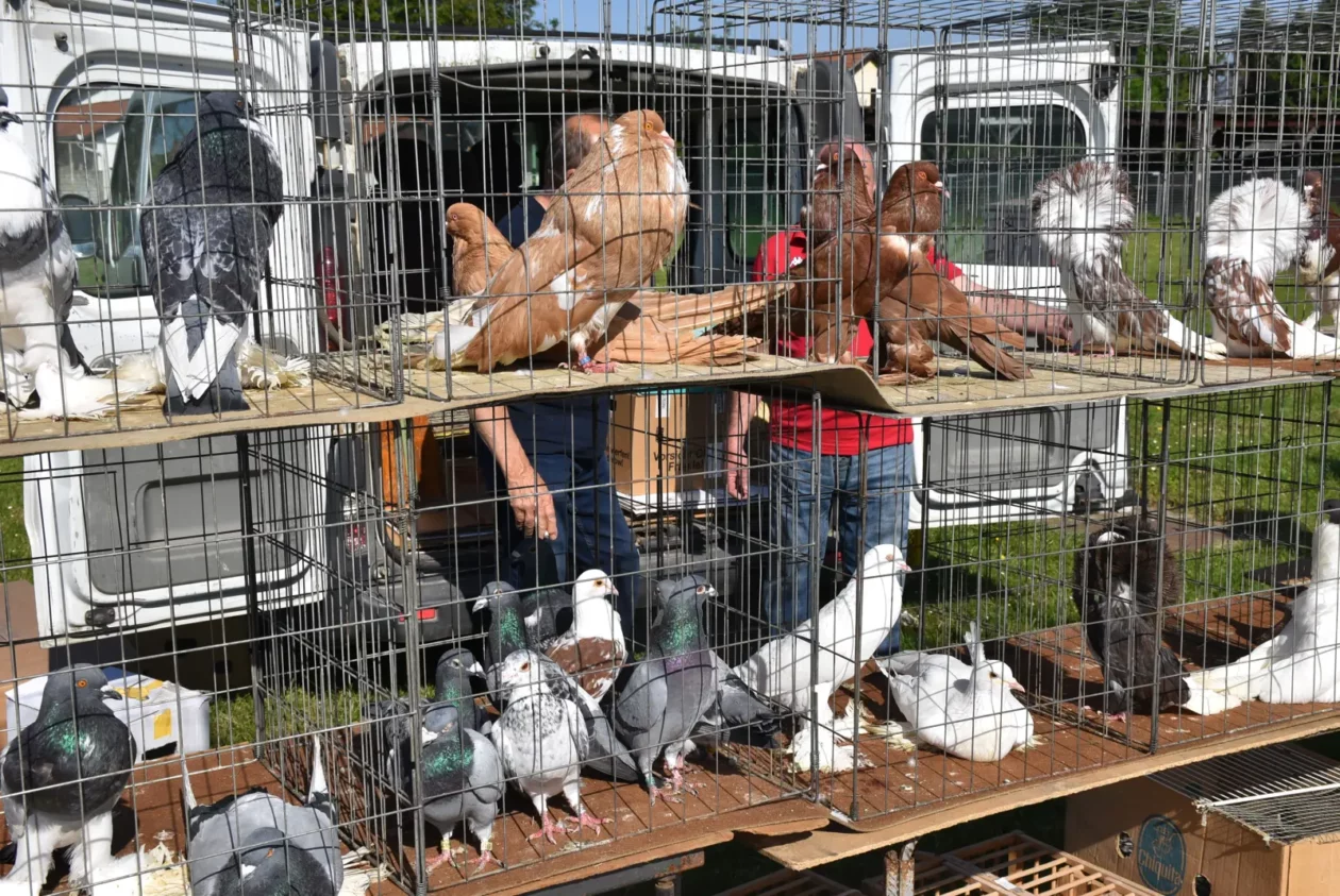 Male životinje, Mesap, Nedelišće (13)