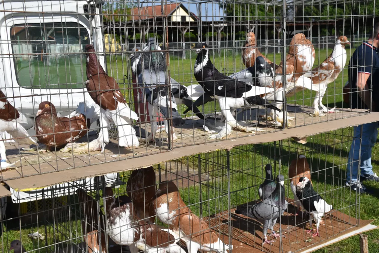 Male životinje, Mesap, Nedelišće (14)