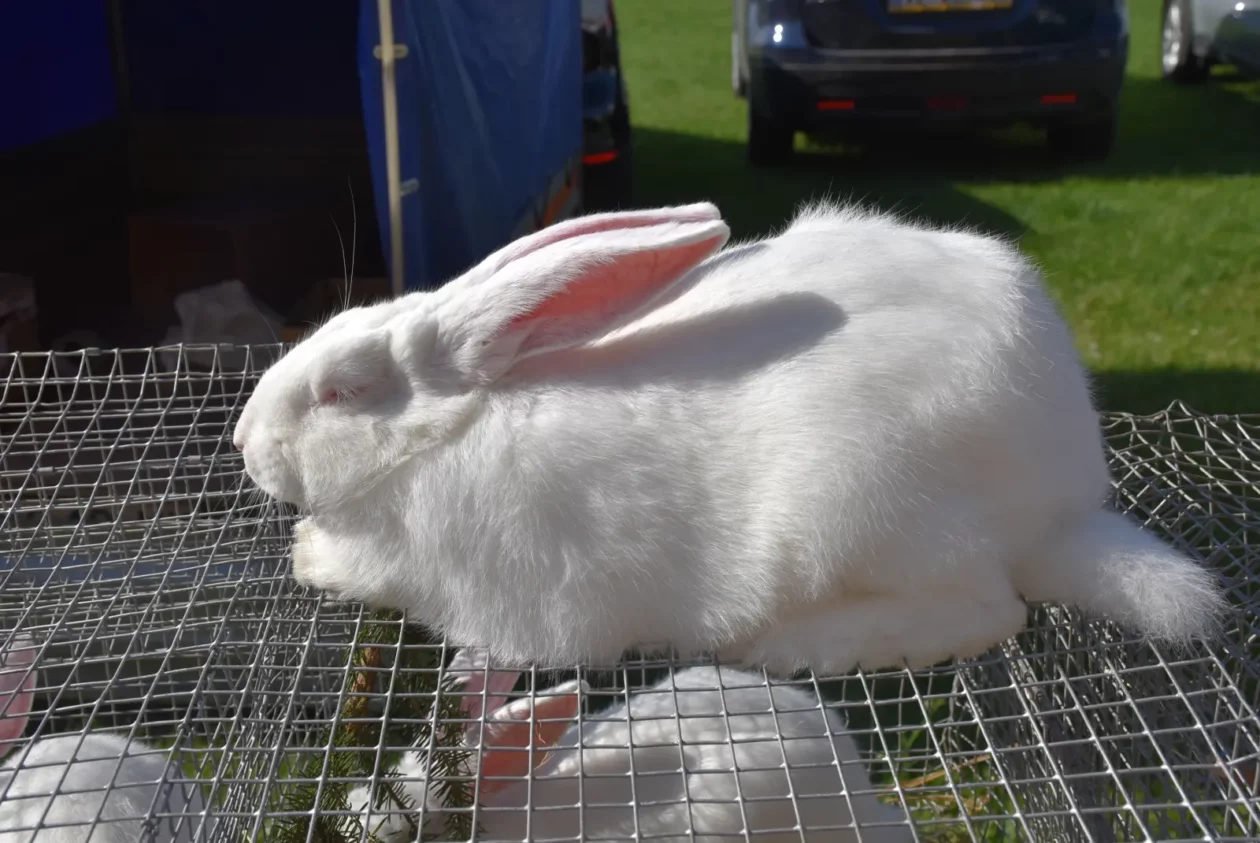 Male životinje, Mesap, Nedelišće (15)