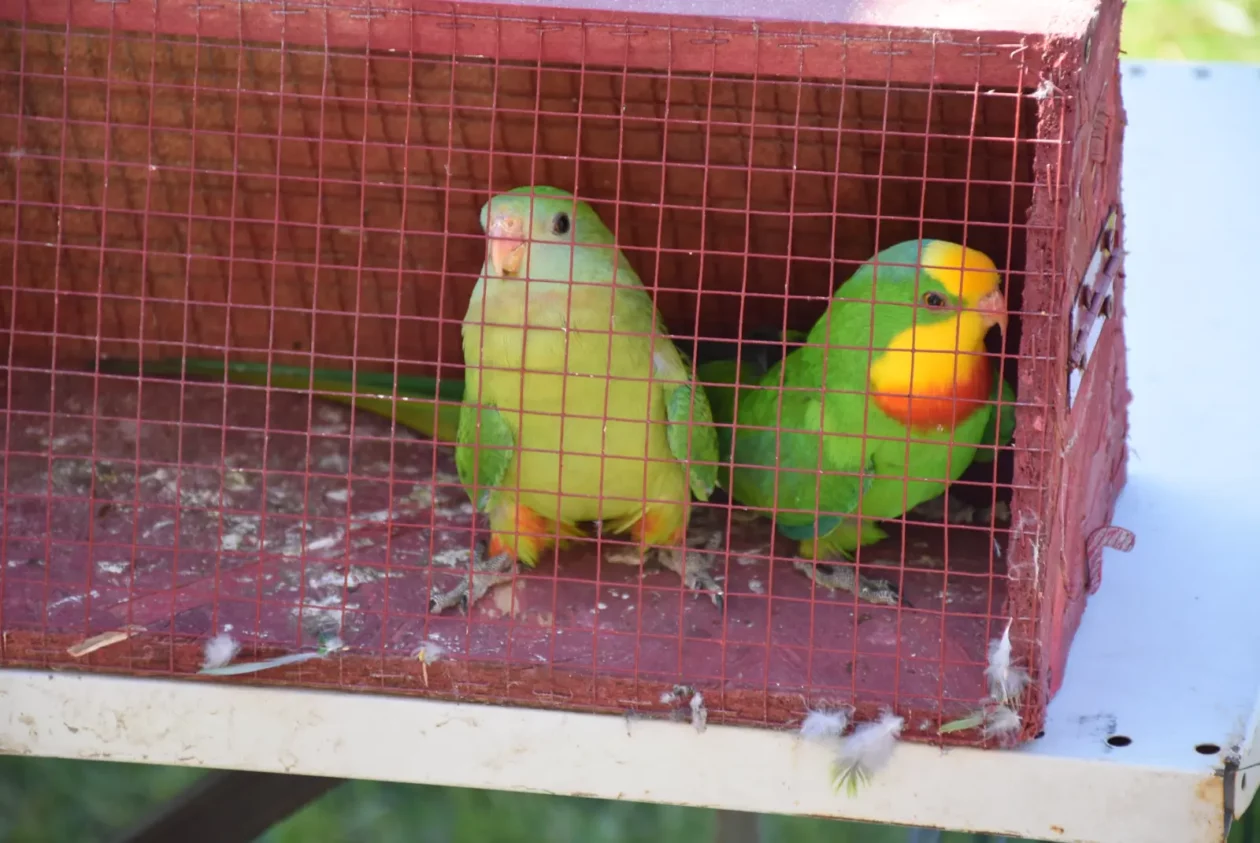 Male životinje, Mesap, Nedelišće (16)