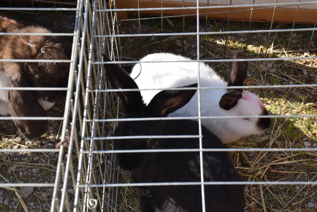 Male životinje, Mesap, Nedelišće (17)