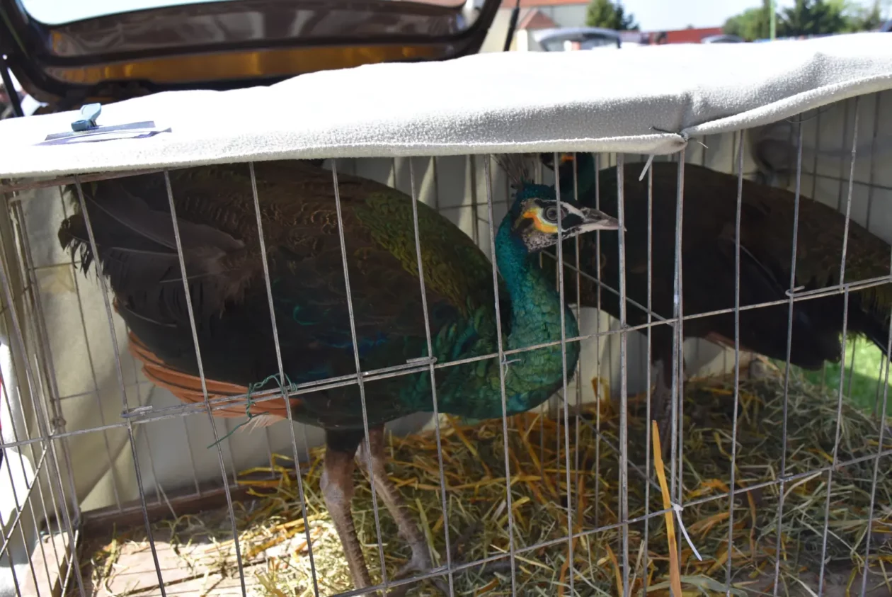 Male životinje, Mesap, Nedelišće (19)