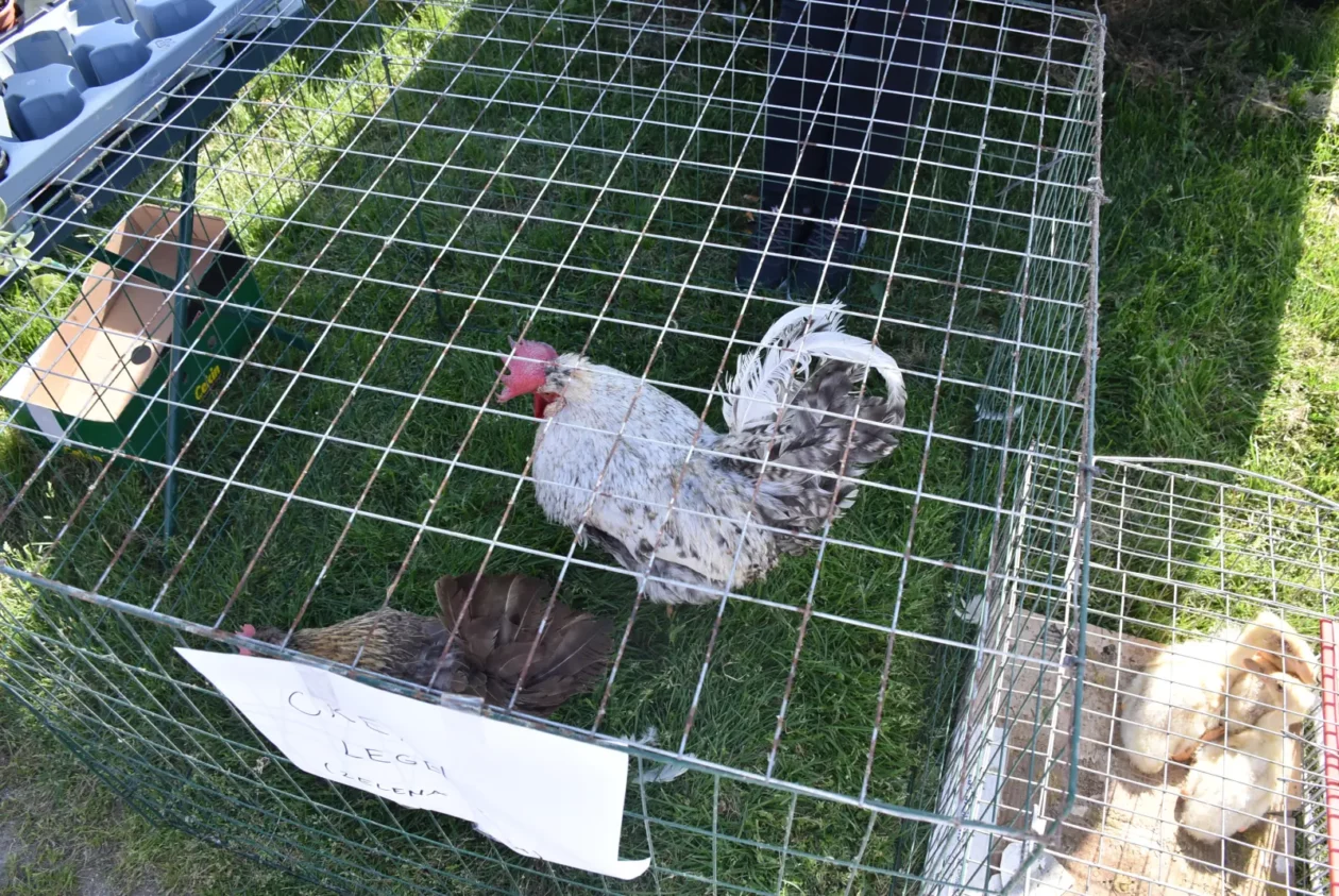 Male životinje, Mesap, Nedelišće (2)