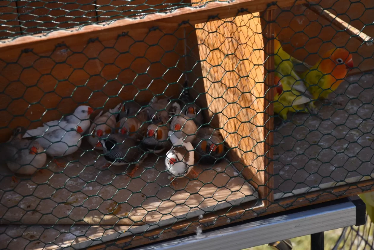 Male životinje, Mesap, Nedelišće (21)