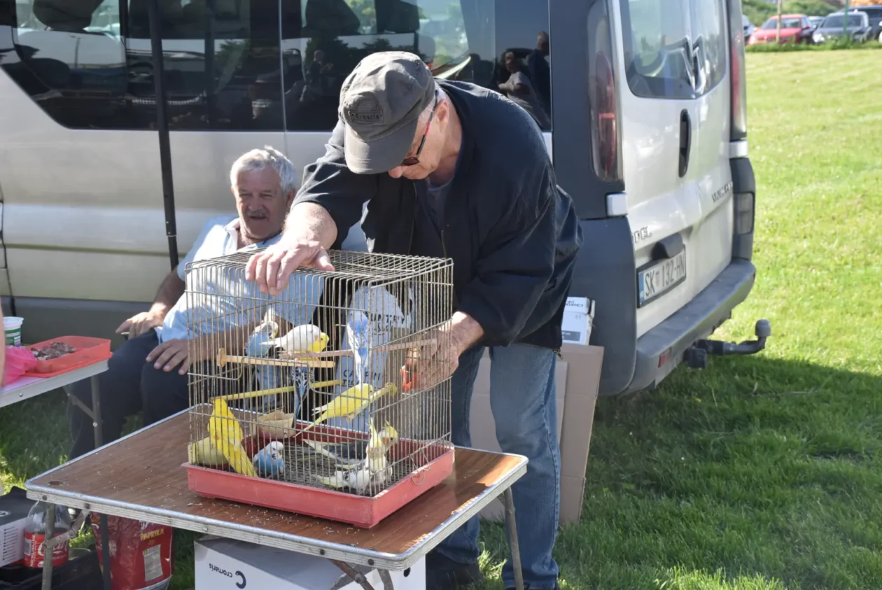 Male životinje, Mesap, Nedelišće (22)