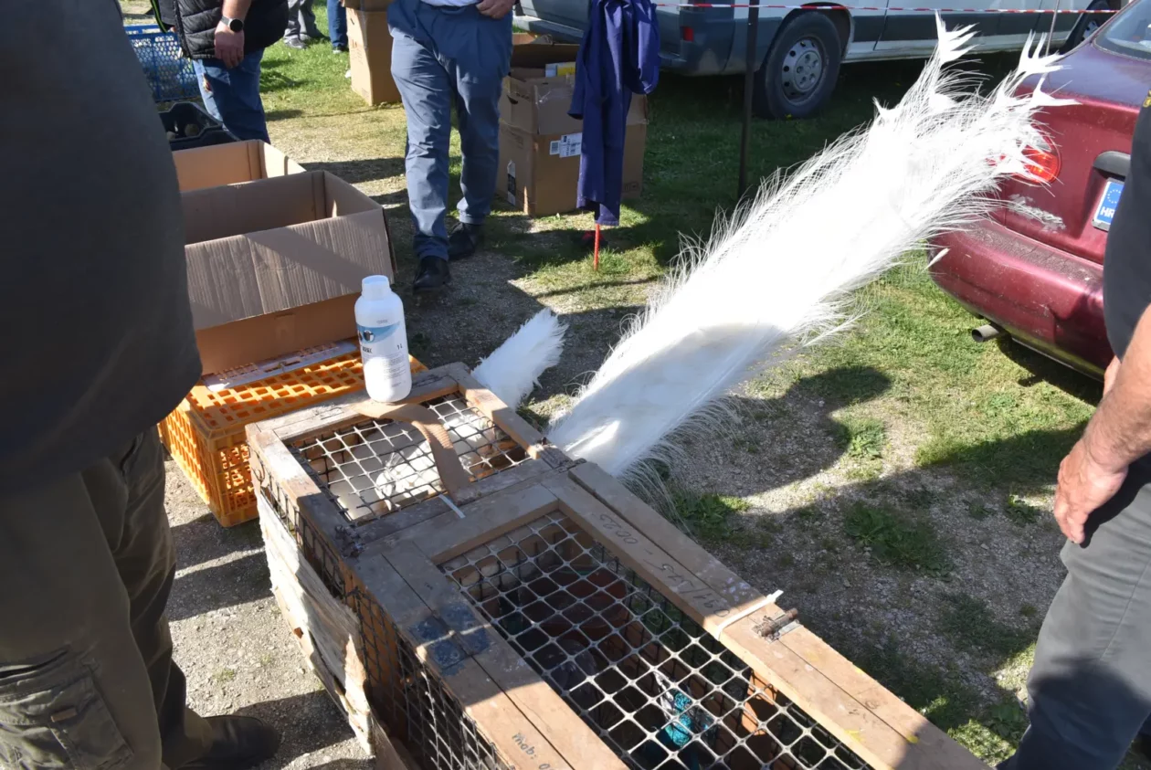 Male životinje, Mesap, Nedelišće (23)